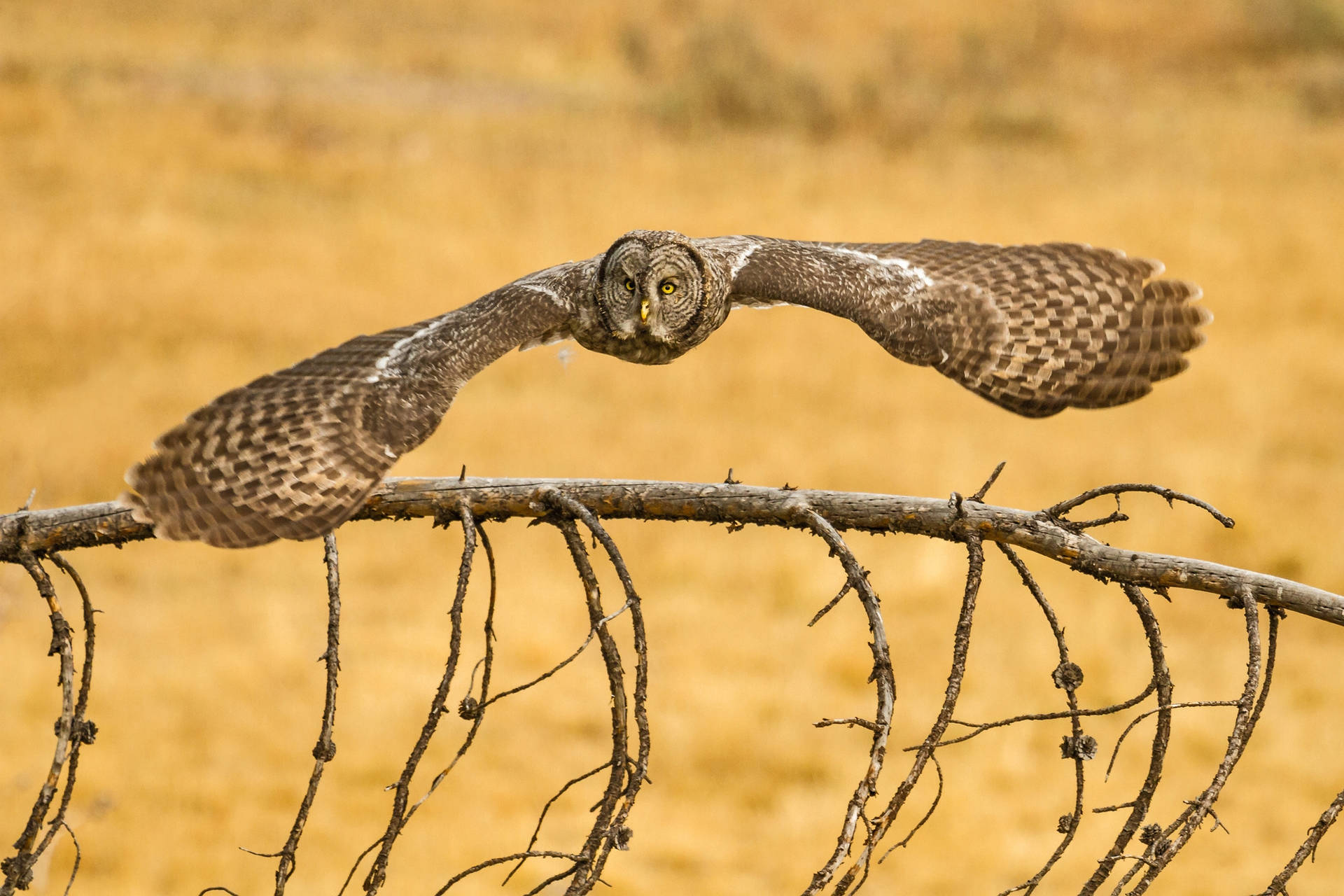 Flying Grey Owl Background