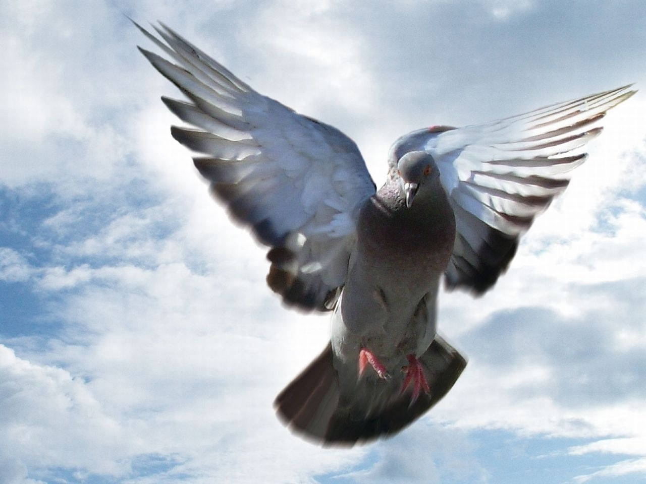 Flying Homing Pigeon Low Angle Shot Background