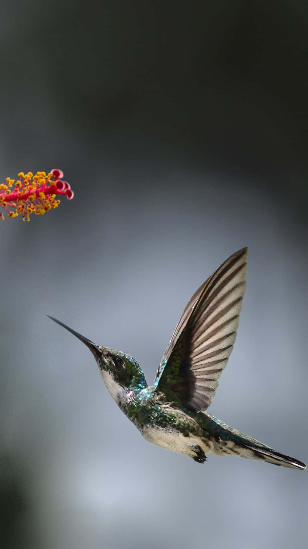 Flying Hummingbird Bird Iphone Background Image Background