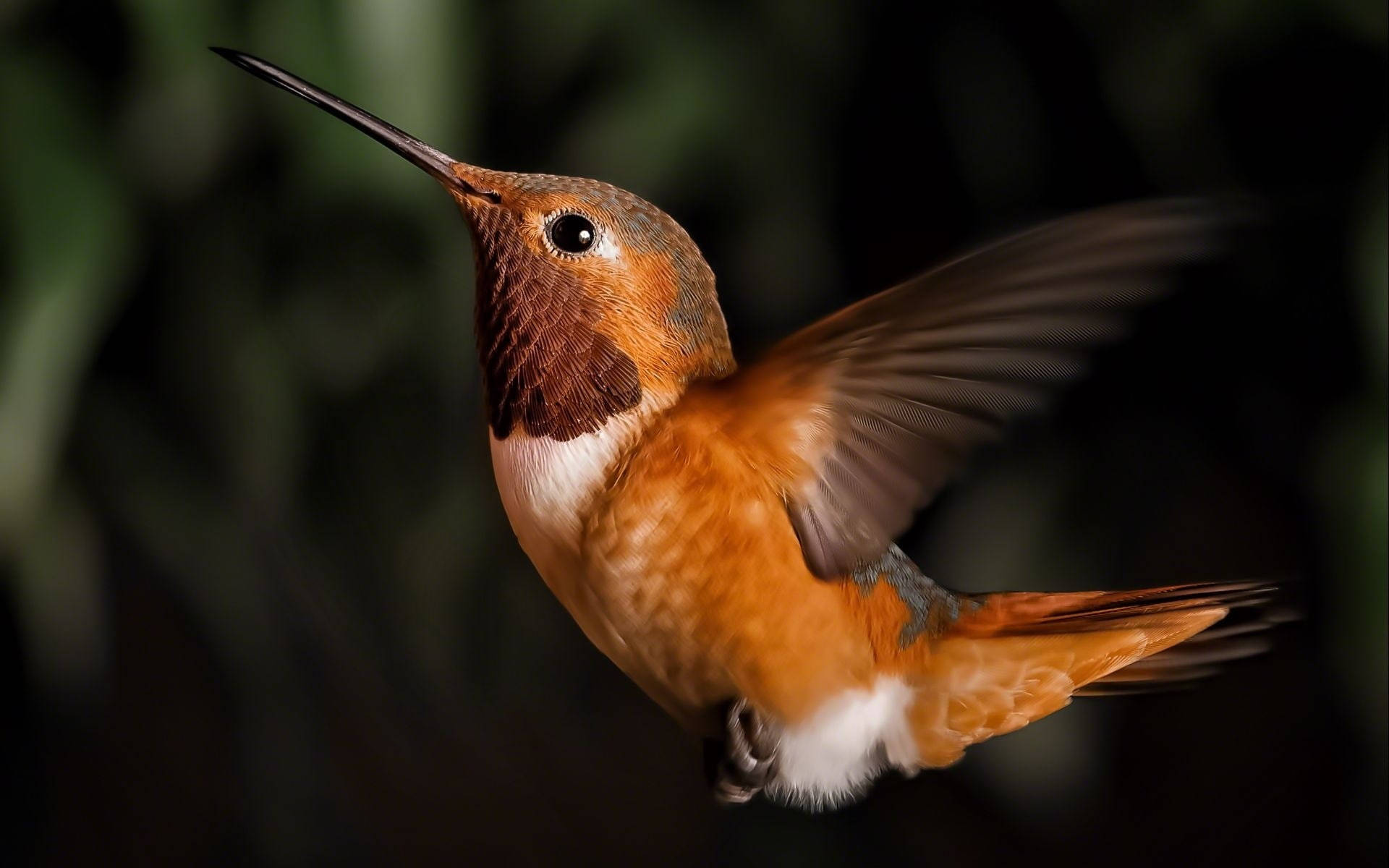 Flying Hummingbird Close-up