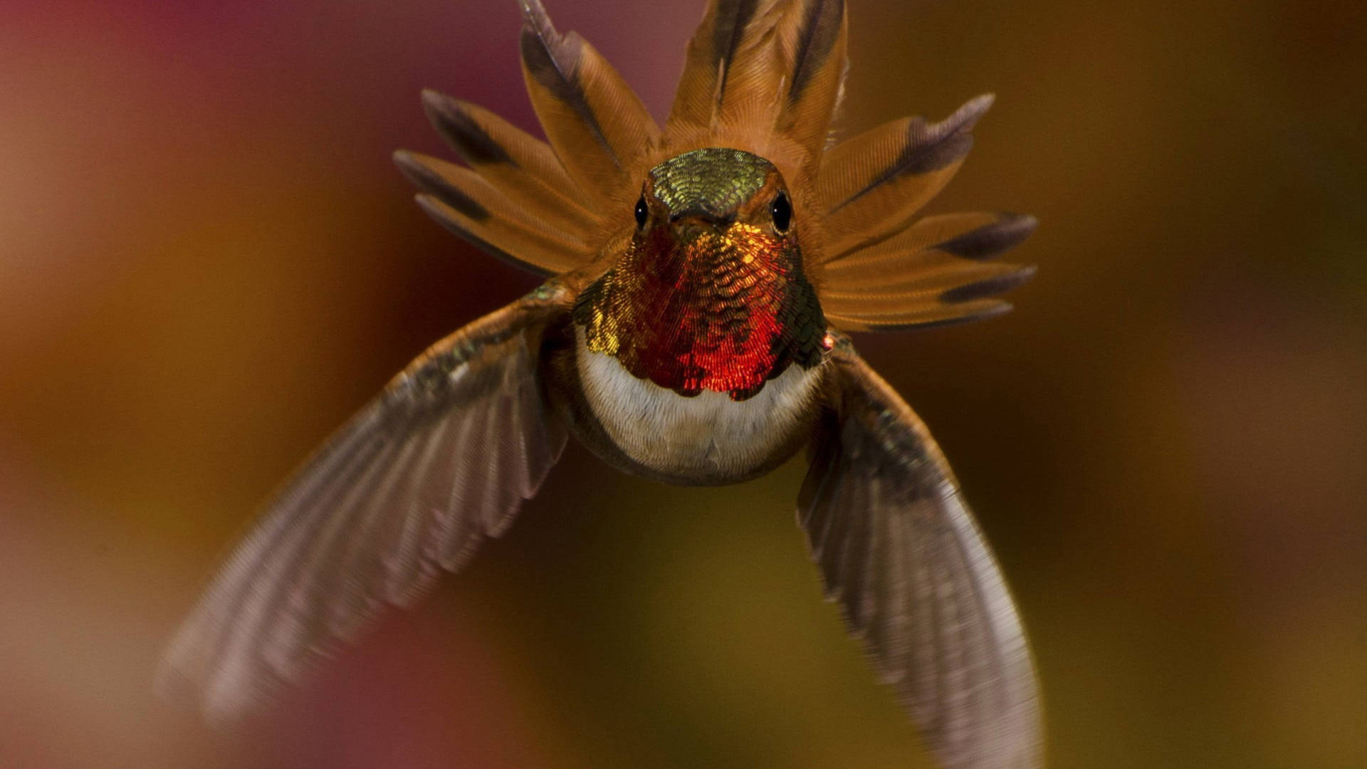 Flying Hummingbird In Focus Photography Background