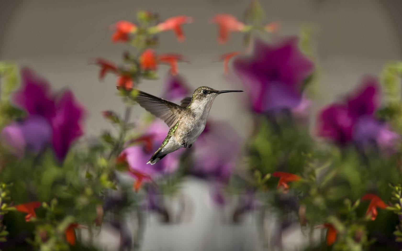 Flying Hummingbird Selective Focus
