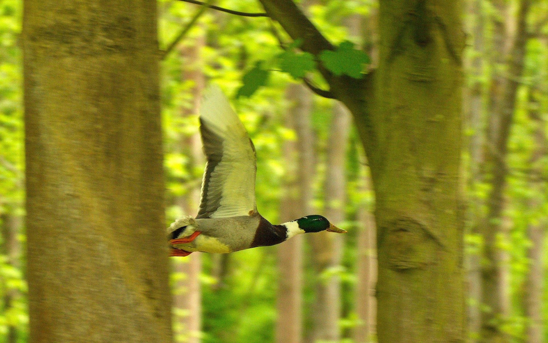 Flying Mallard Duck Background