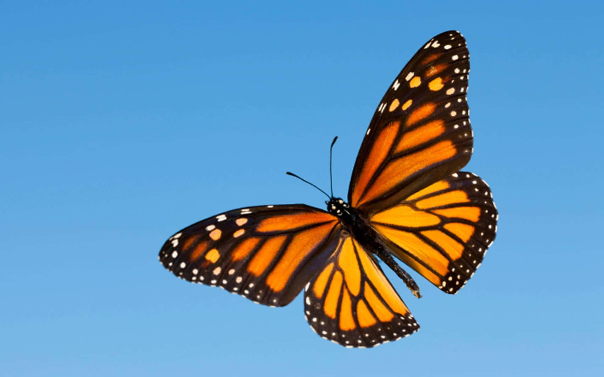 Flying Monarch Butterfly In Blue Sky Background