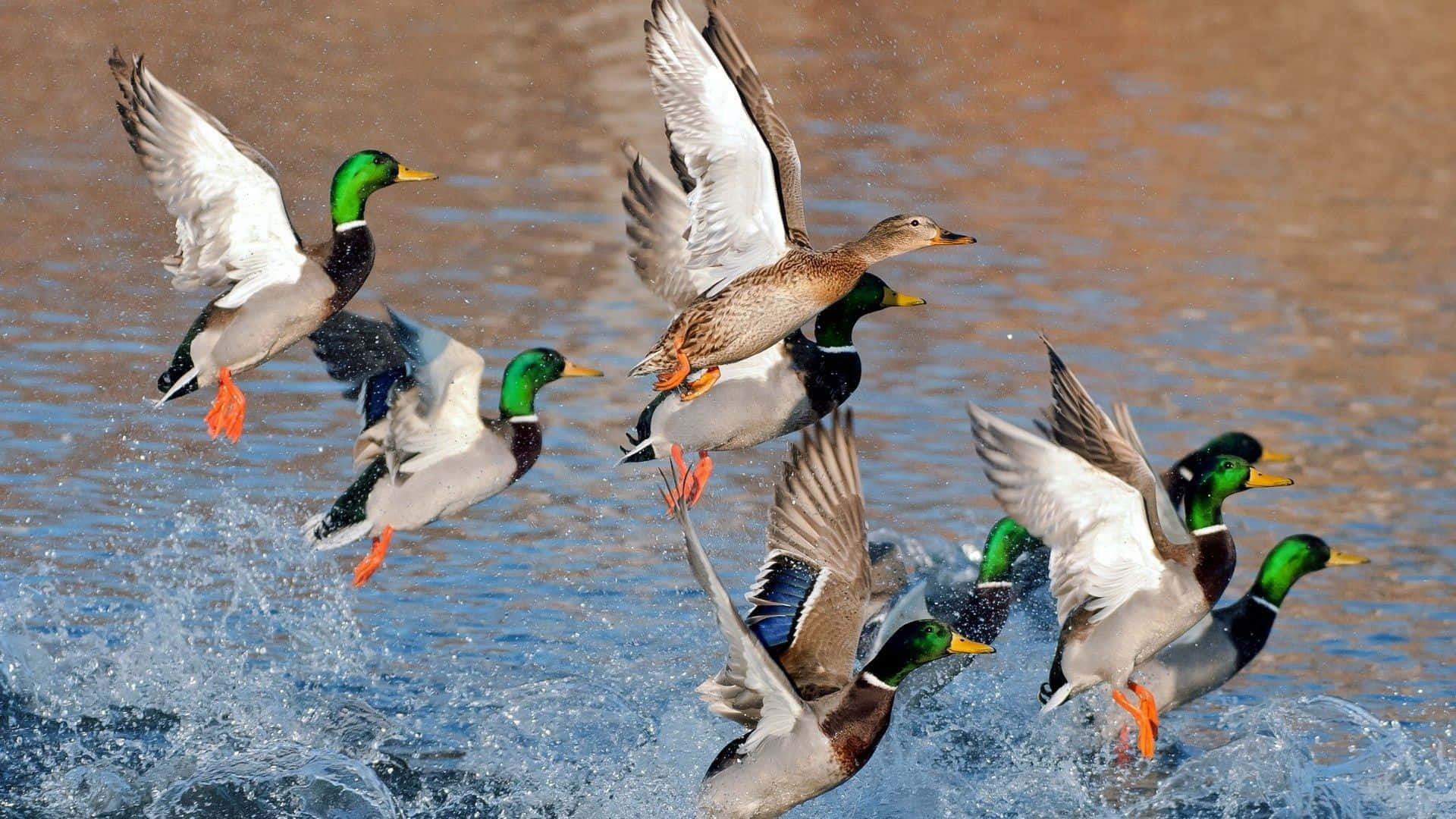 Flying Out Of Water Duck Hunting Desktop Background