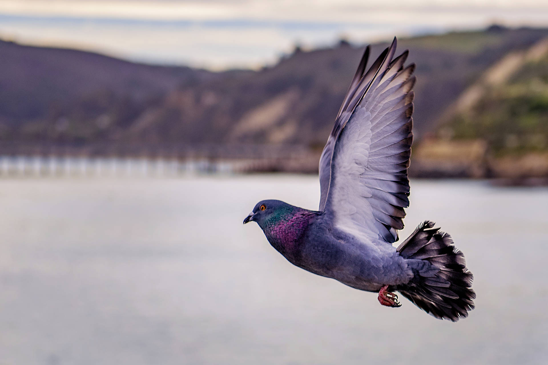 Flying Pigeon Bird Background