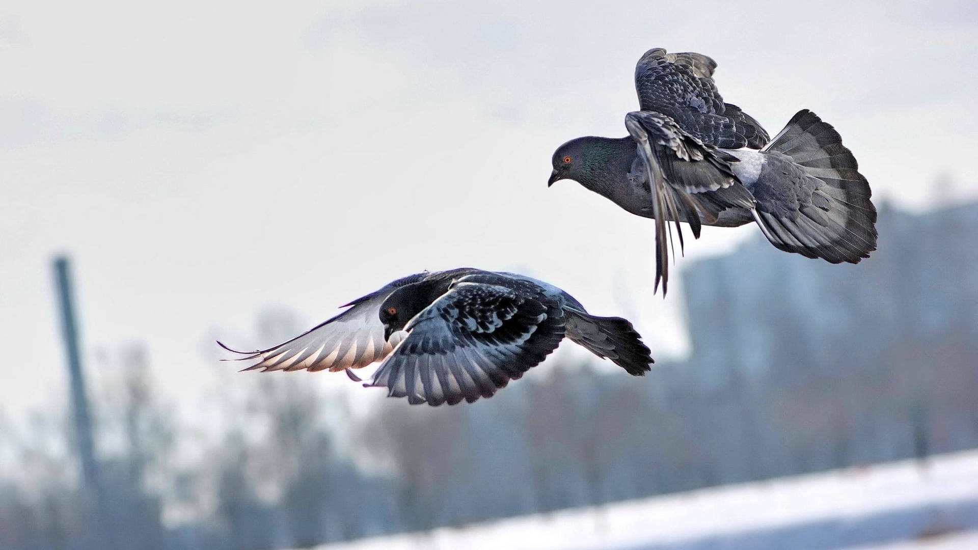 Flying Pigeon Birds In Winter Background