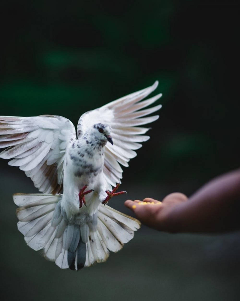 Flying Rock Dove With Black Spots Background