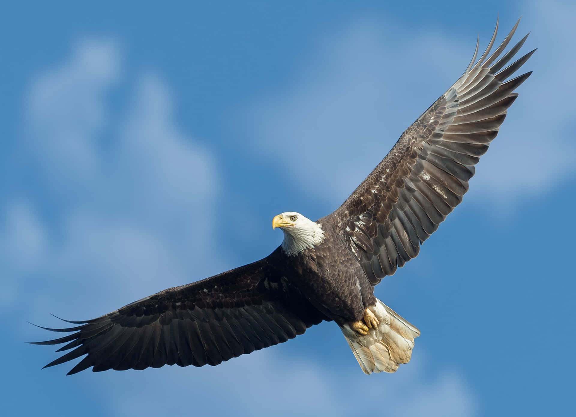 Flying Southern Bald Eagle Specie Background