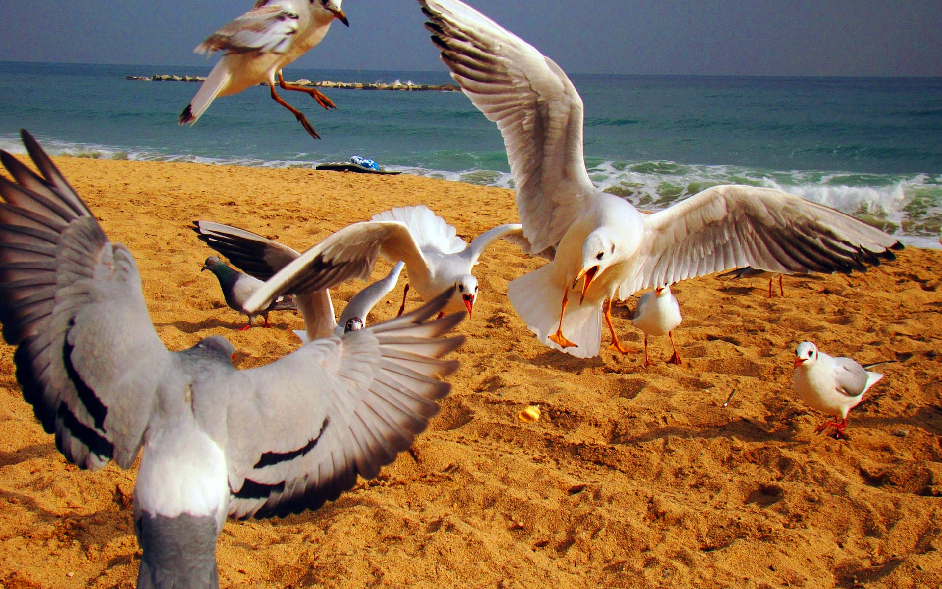 Flying White Beautiful Birds Background