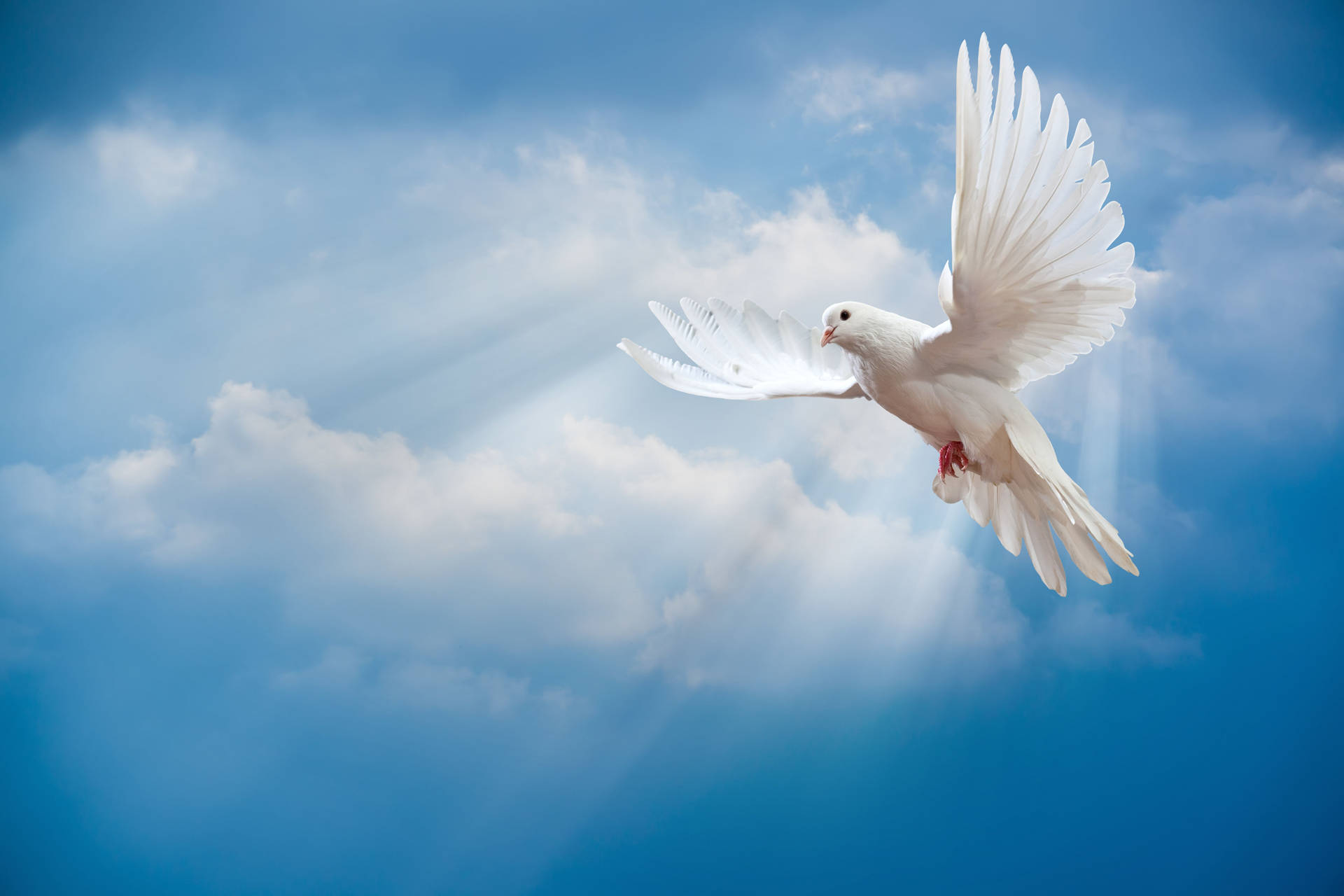 Flying White Dove And Fluffy Clouds Background