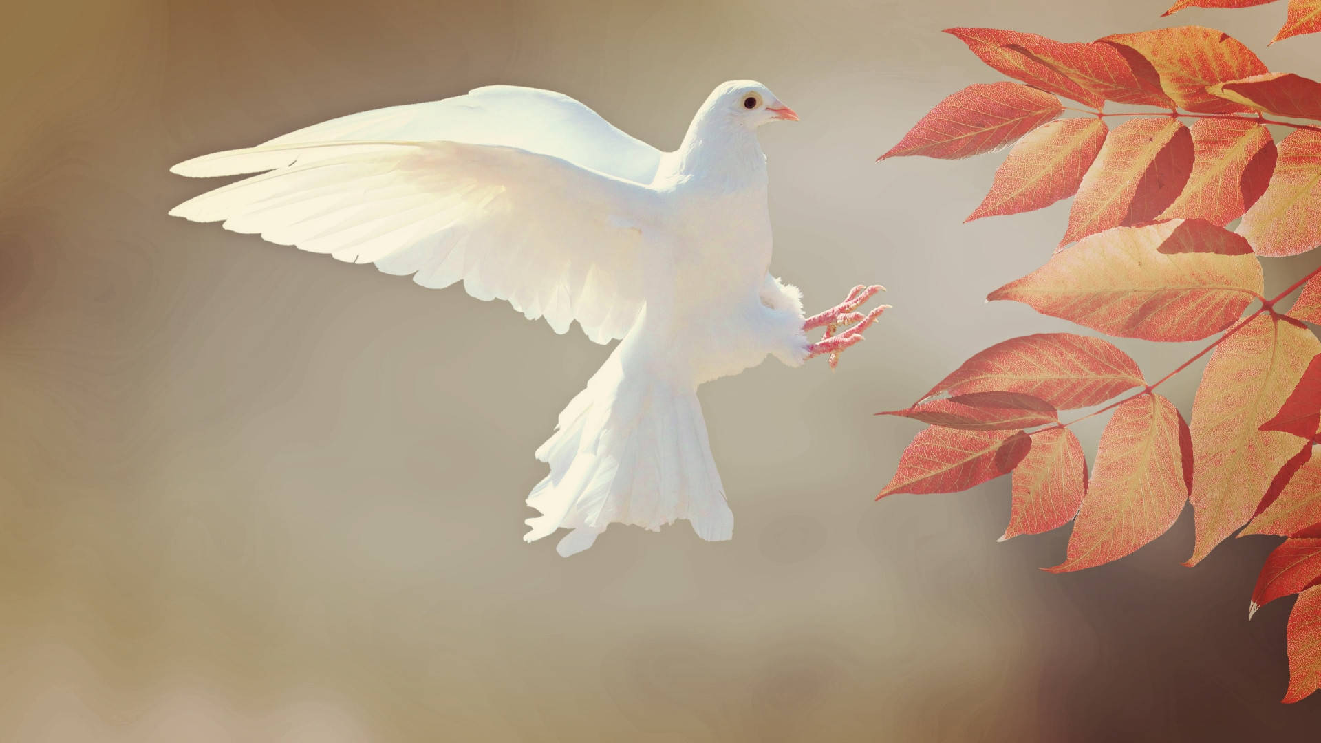 Flying White Dove In Autumn Background