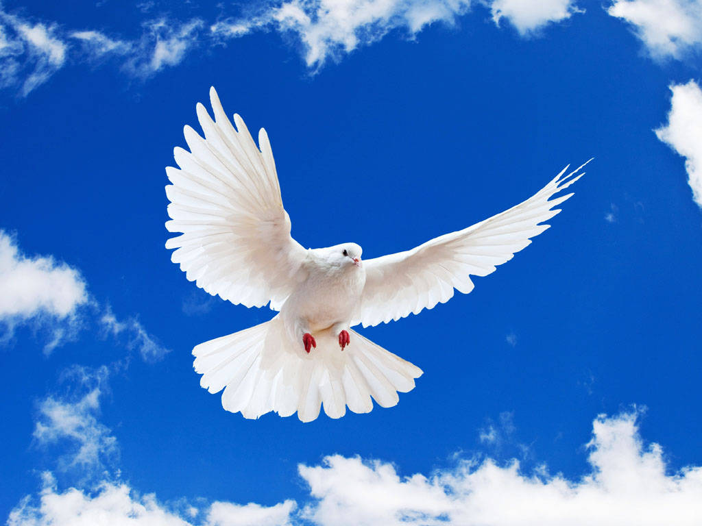 Flying White Dove Under Blue Sky Background