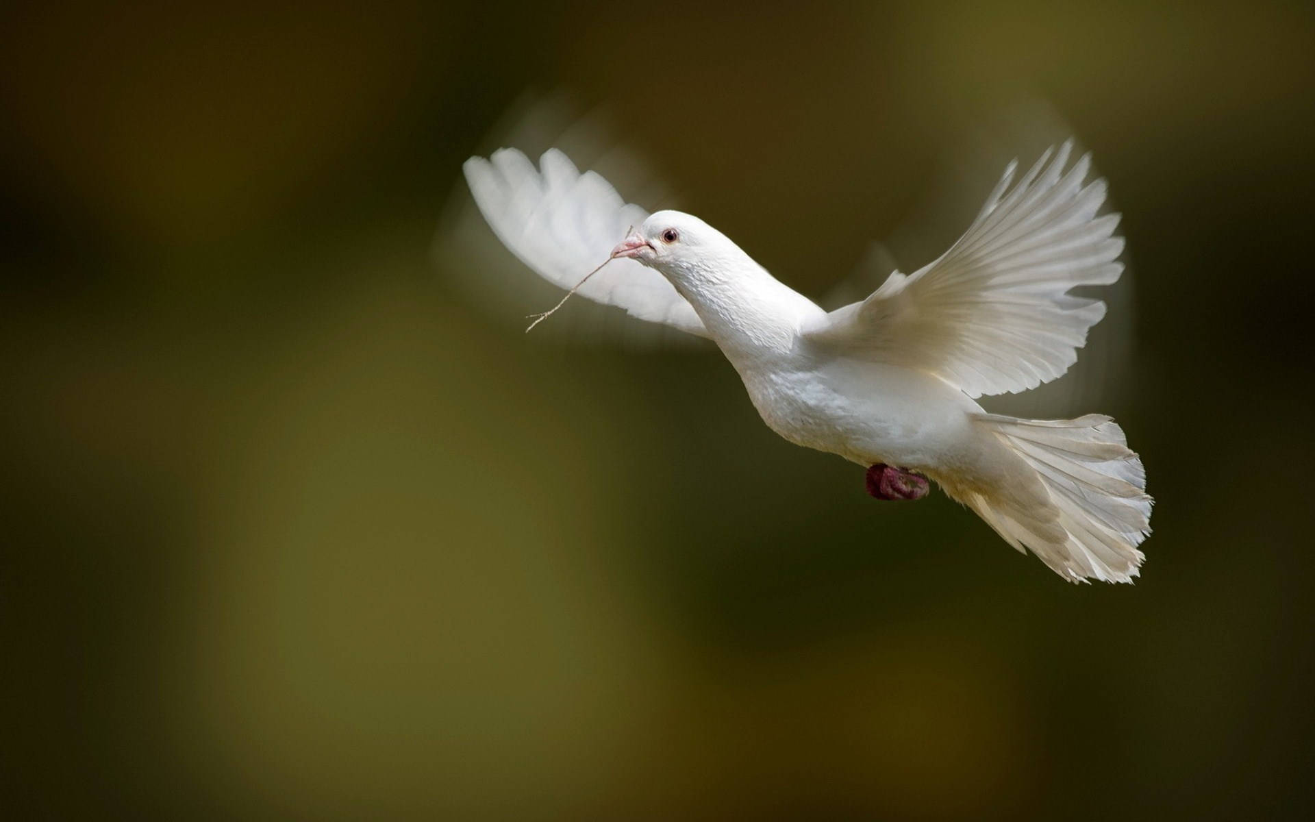 Flying White Dove With A Twig Background