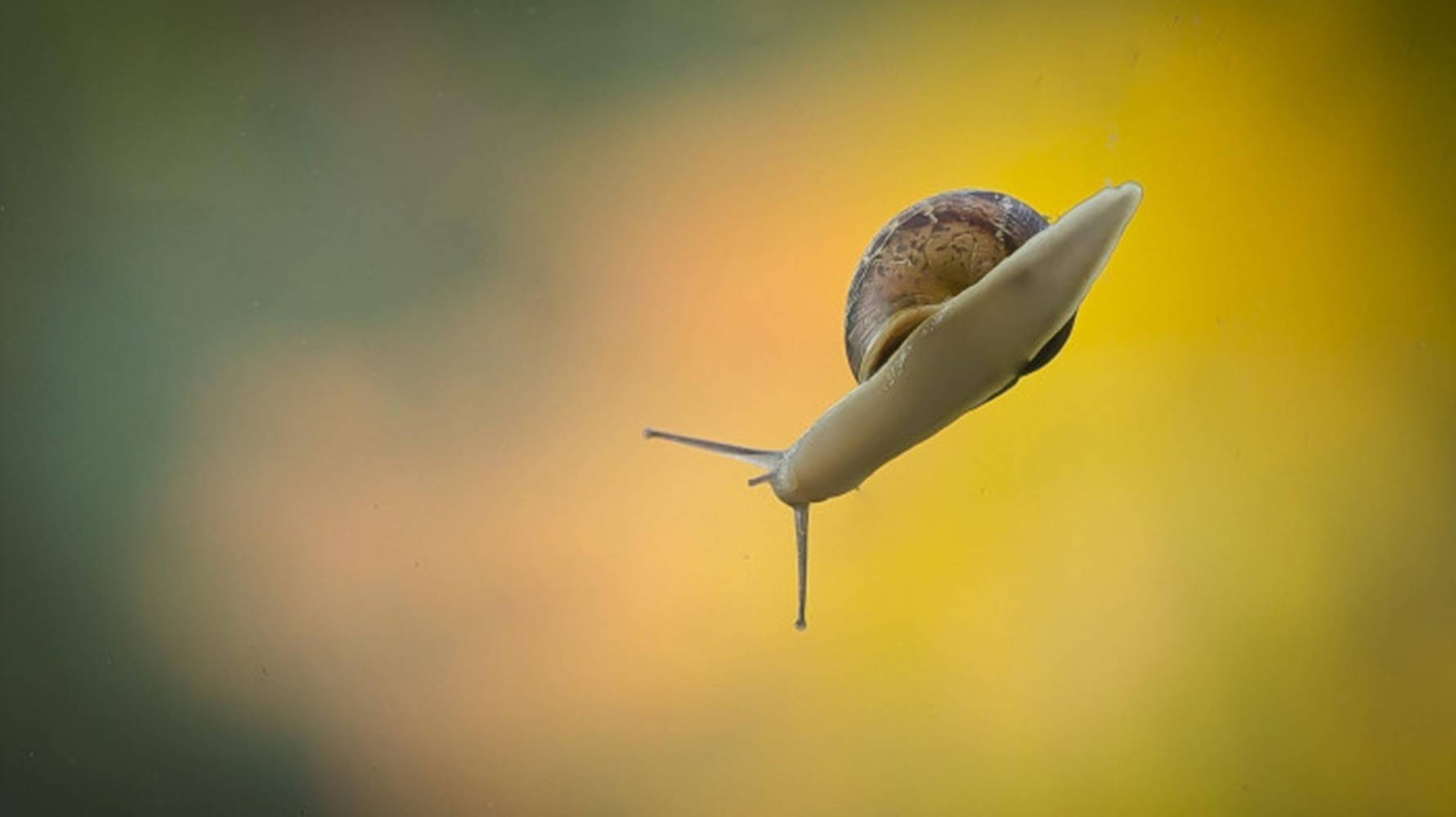 Flying White Snail Background