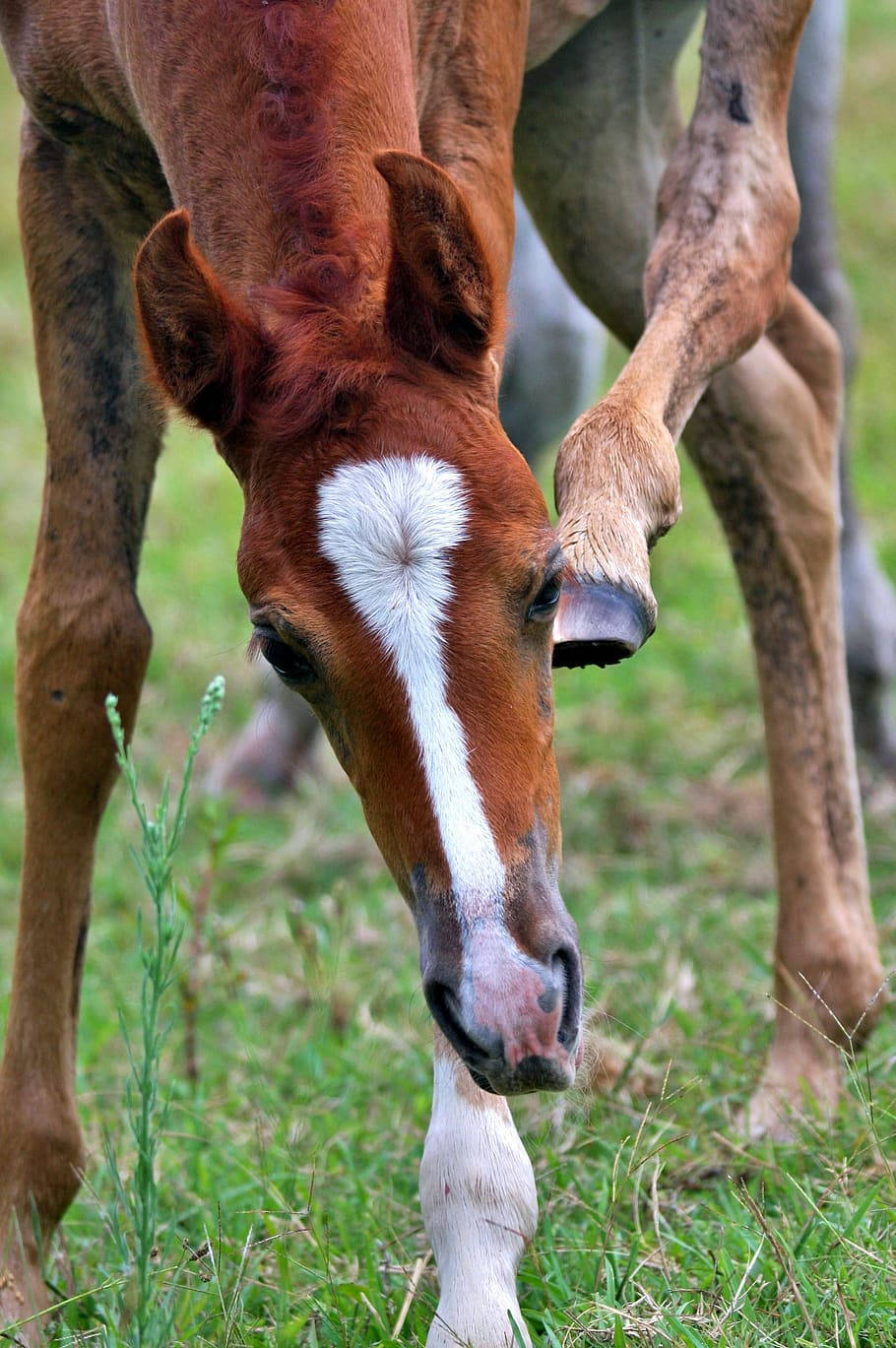 Foal Scratching Itself With Hind Leg Background