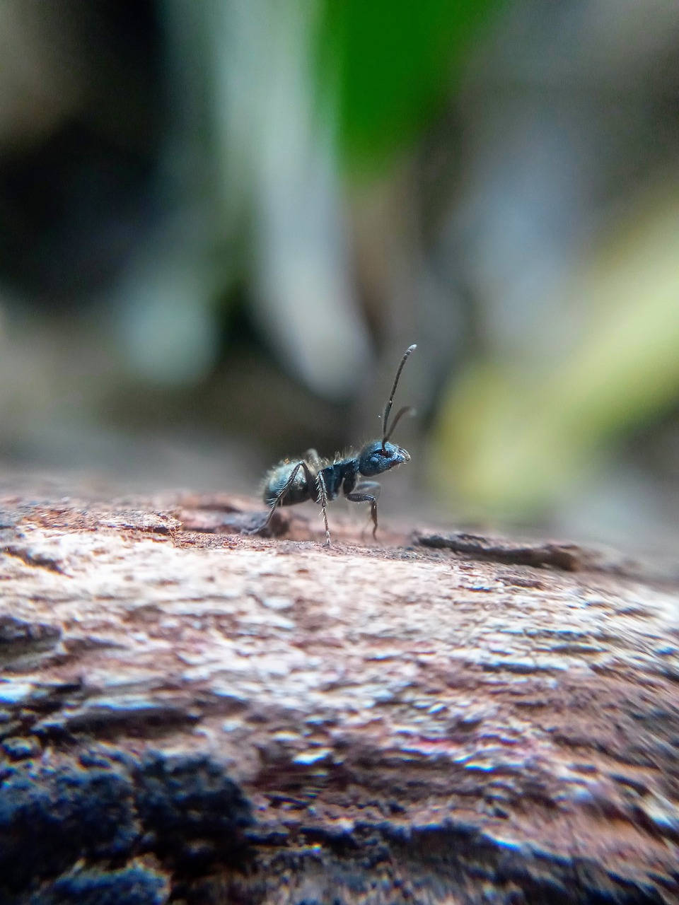 Focus Ant Background