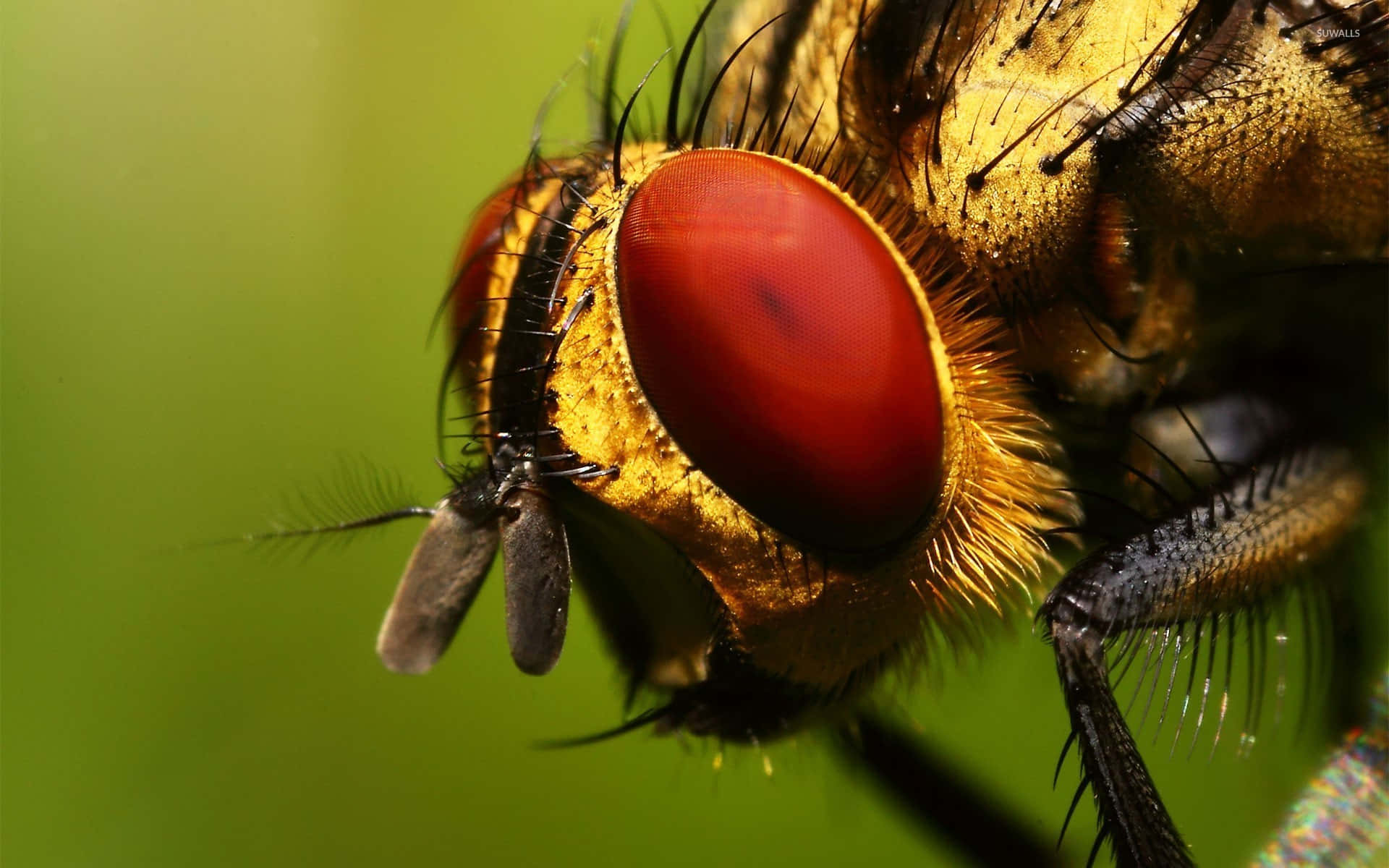 Focus Bee Insects Background