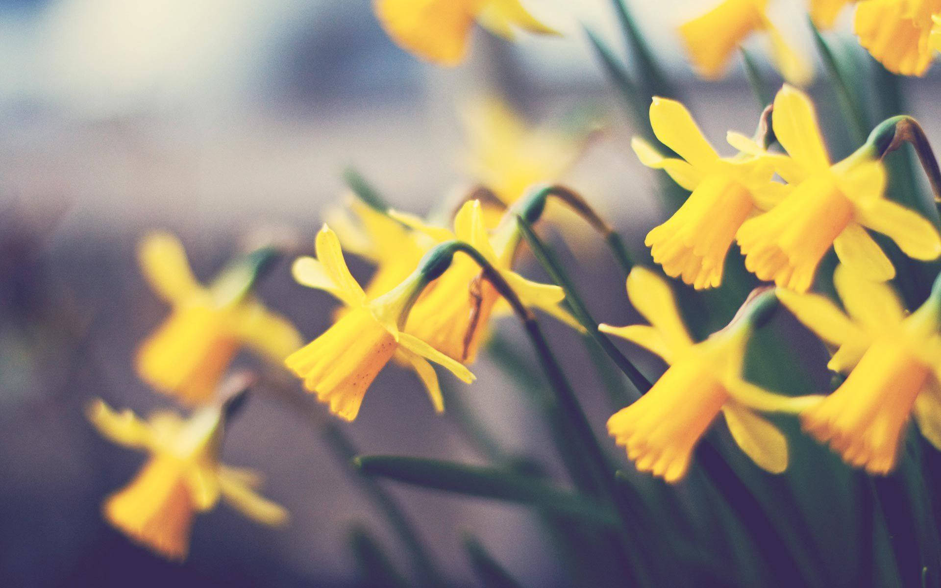 Focus Blurred Daffodils Background