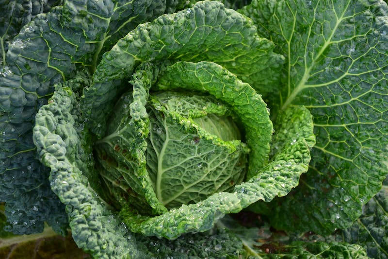 Focus Cabbage Background