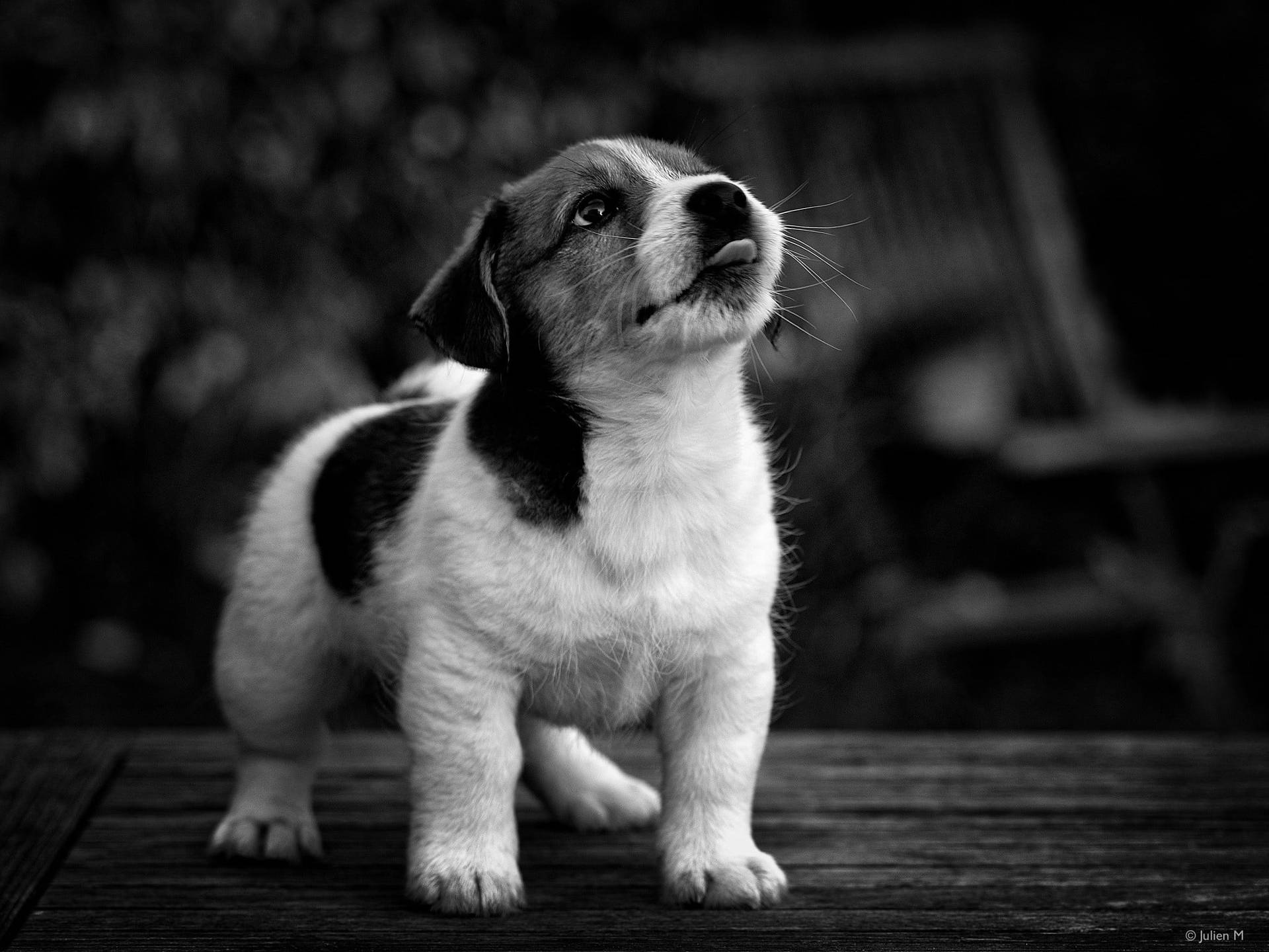 Focus Cute Black And White Puppy