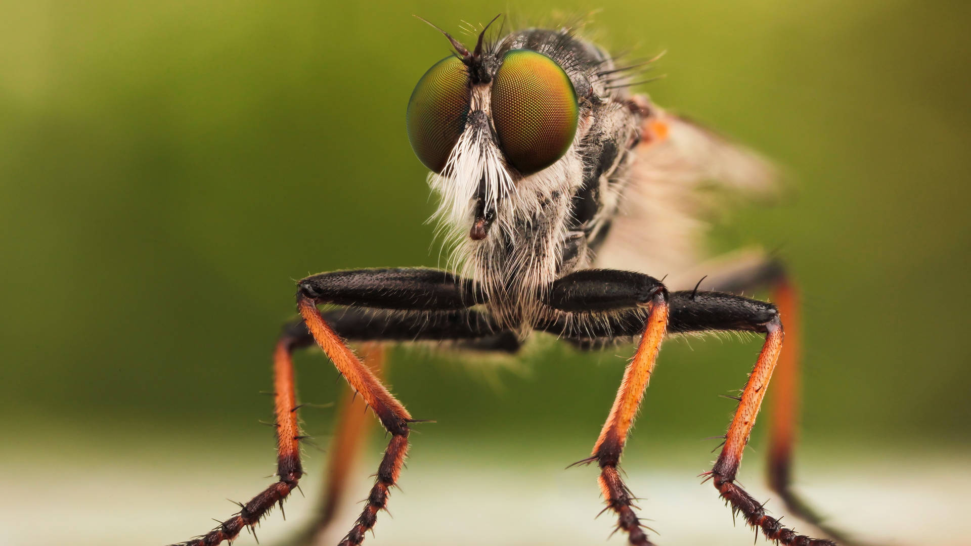 Focus Fly Background