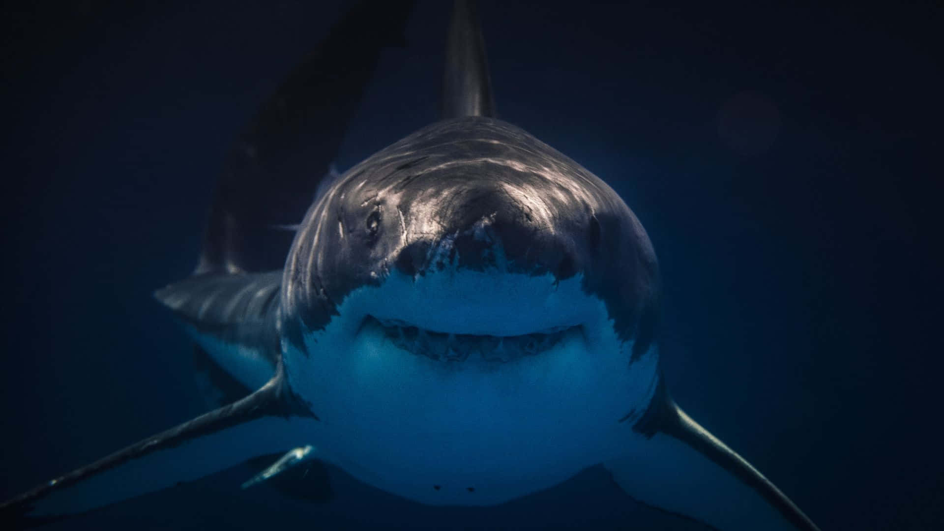 Focus Shut Massive Black Shark