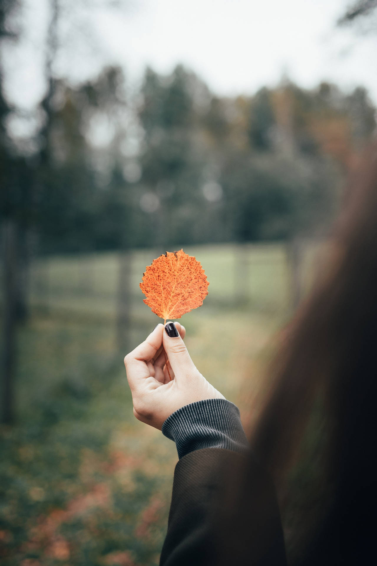 Focus Woman Holding Autumn Leaf Background