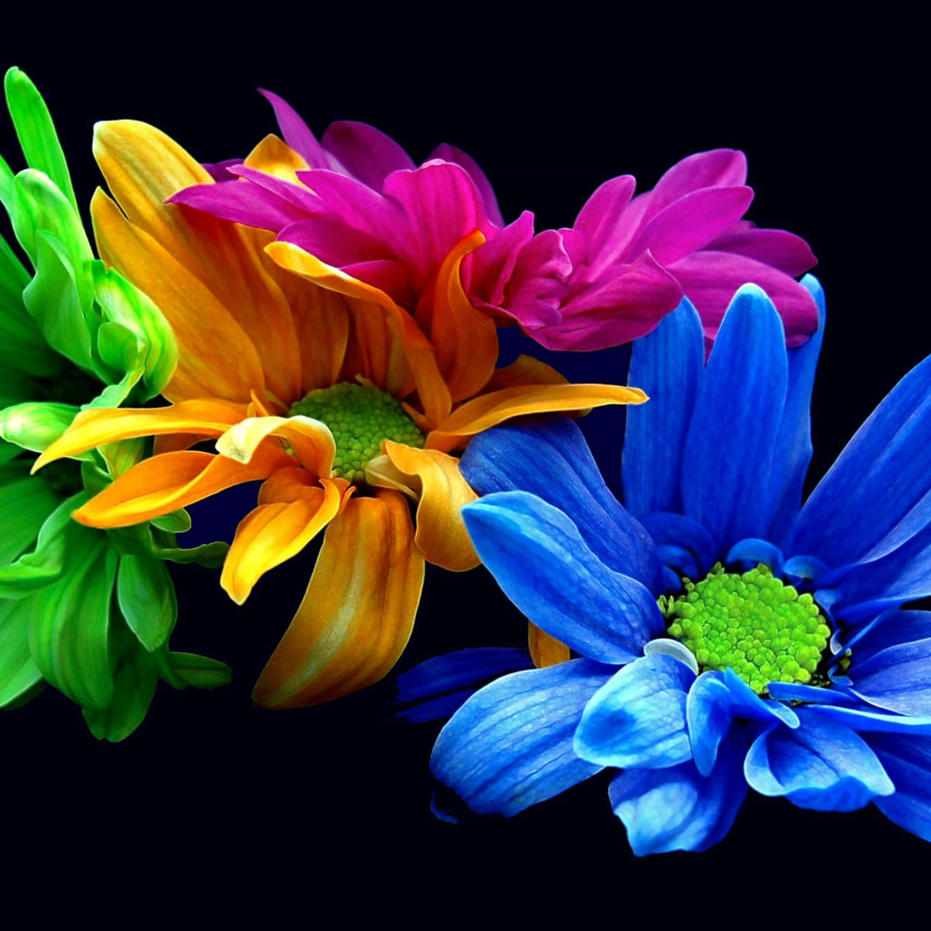 Focused Colorful Daisies Background