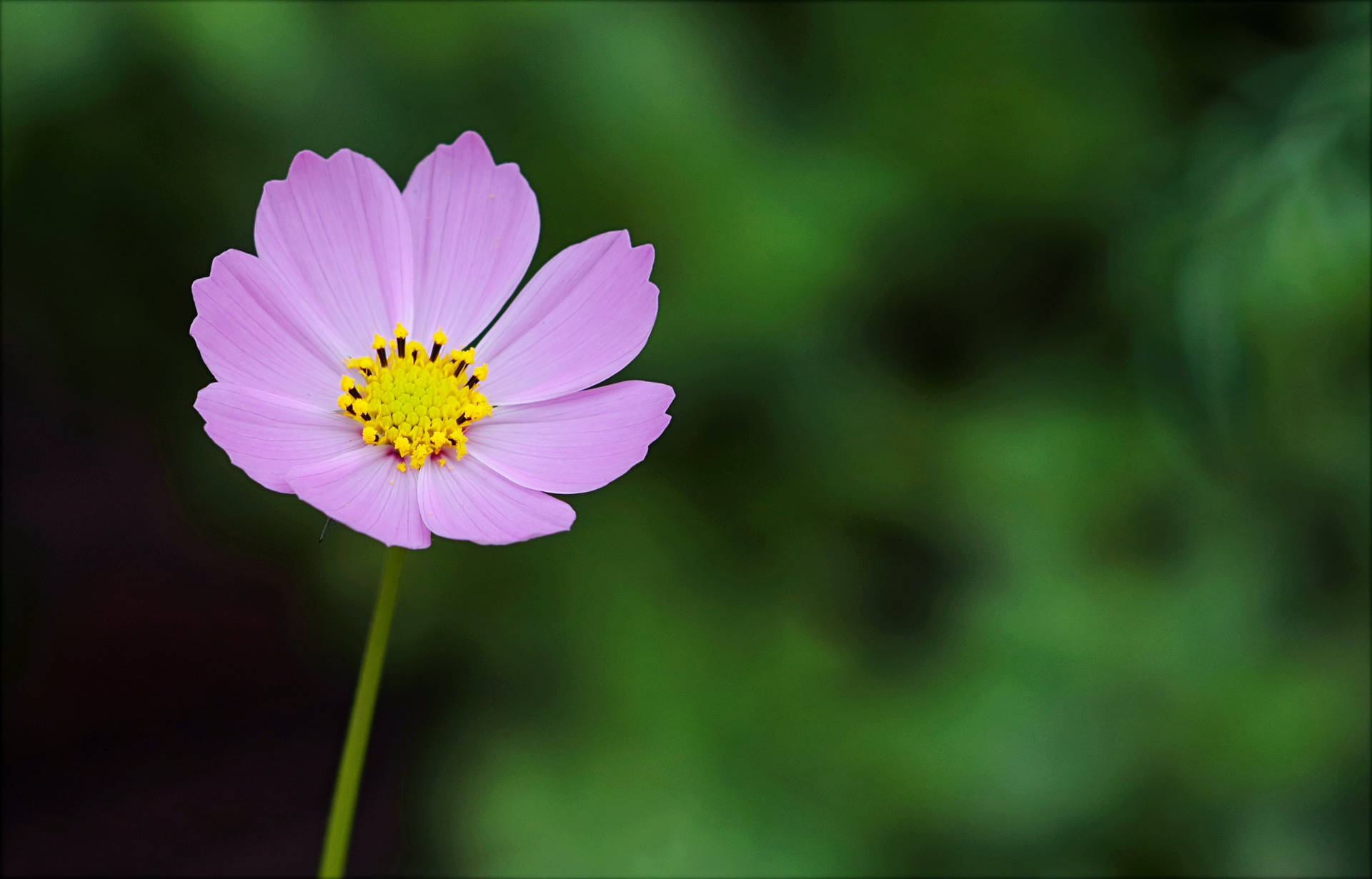 Focused Cosmos Flowers Background