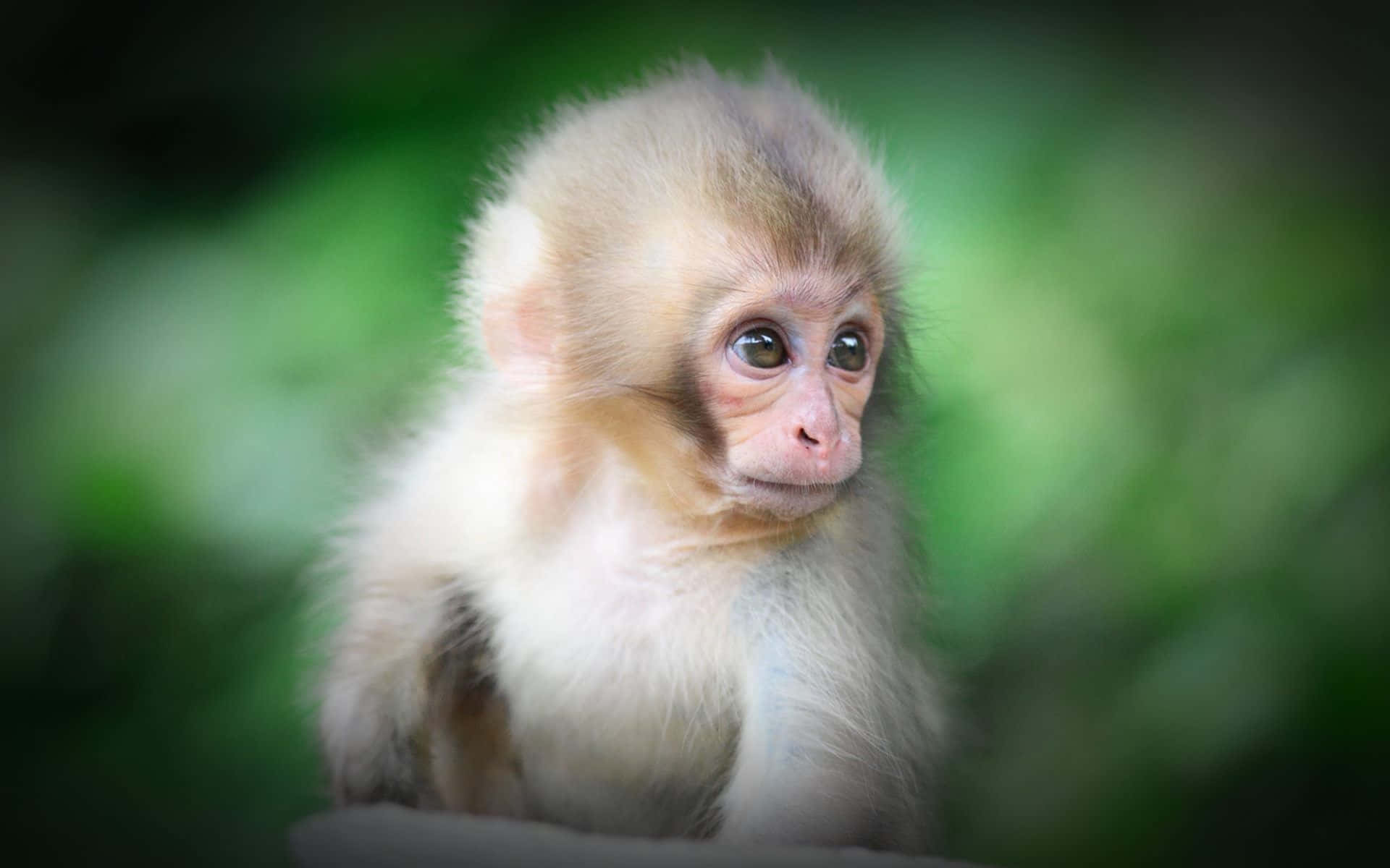 Focused Cute Monkey Photo Background