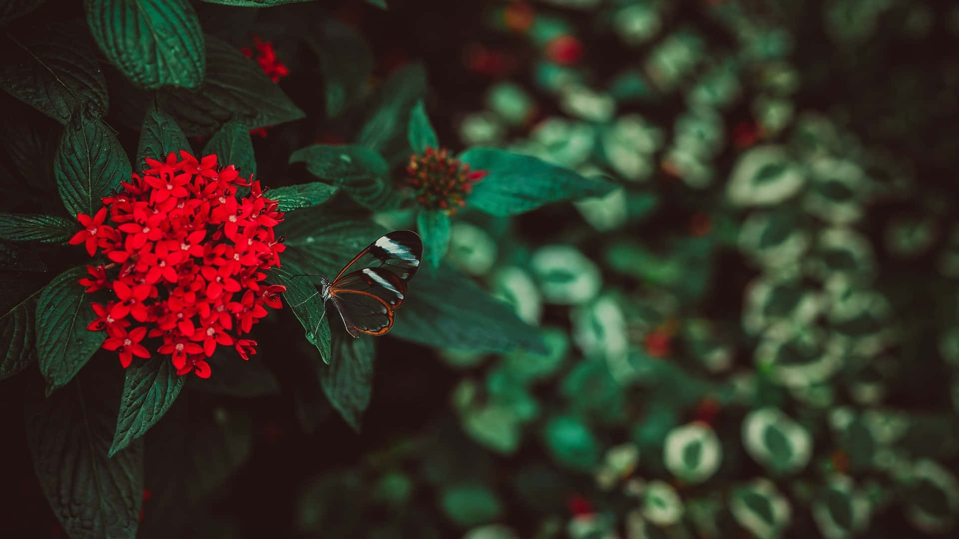 Focused Flowers And Butterflies Background