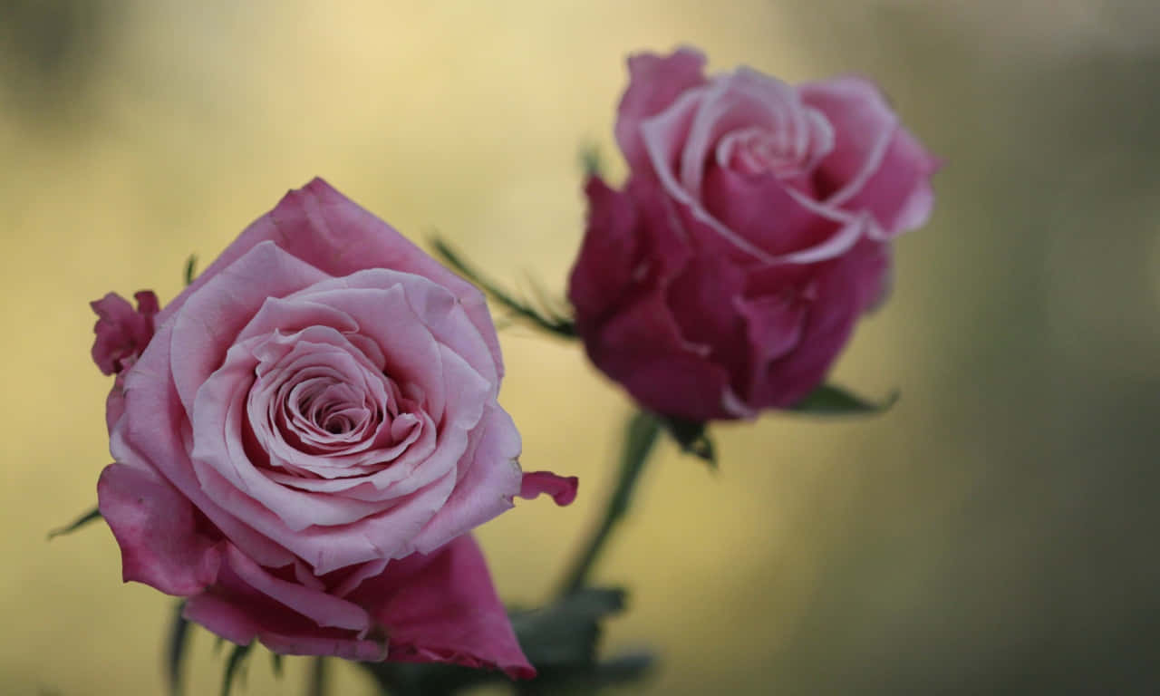 Focused On A 1280x768 Rose Background