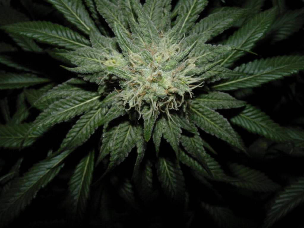 Focused On Cannabis Flower Background