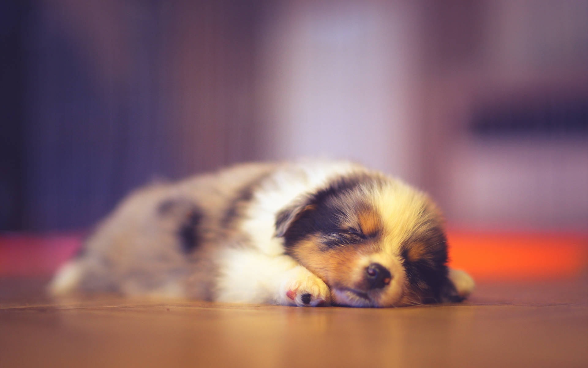 Focused Photo Of Sleeping Baby Dog