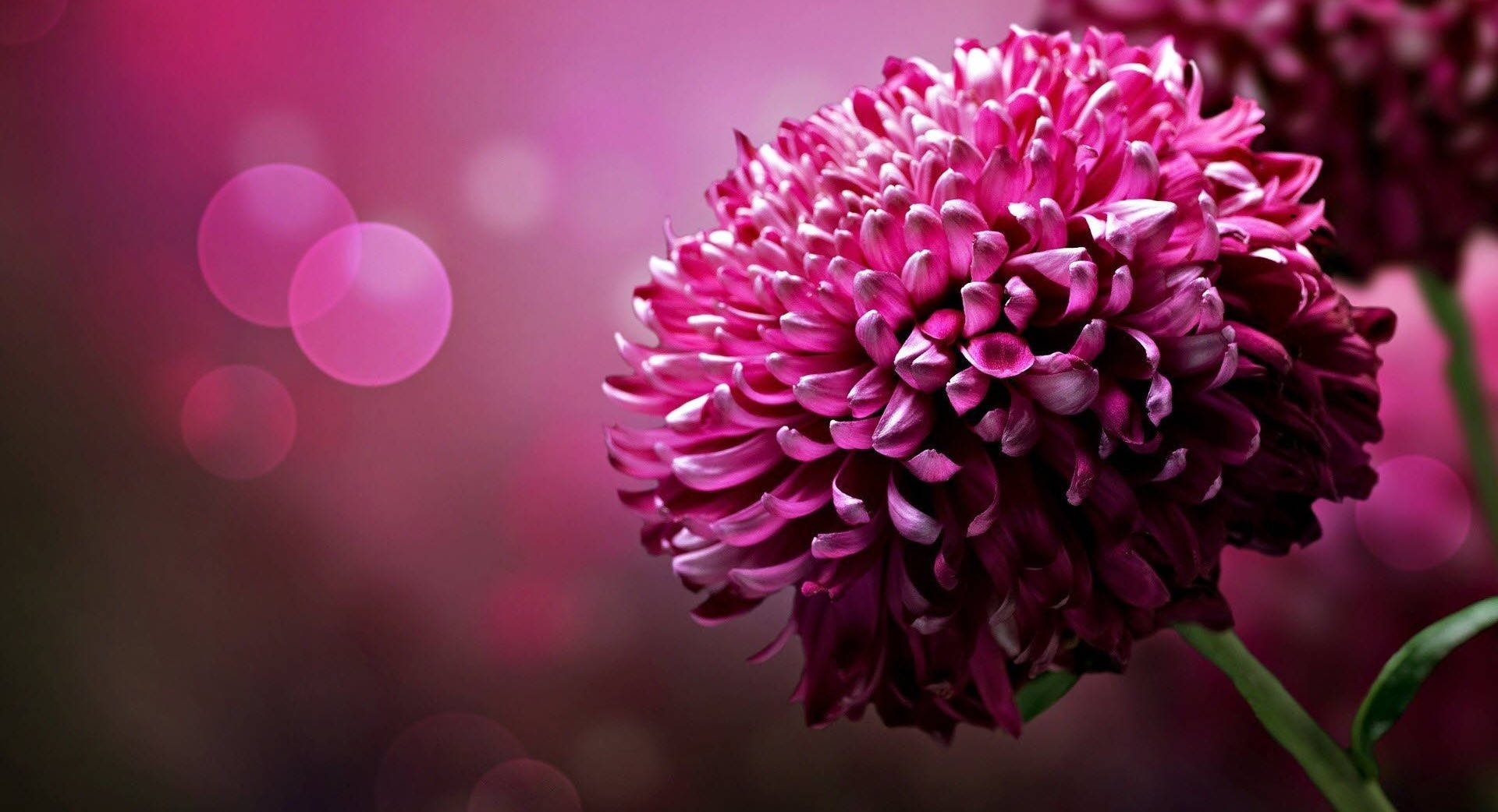 Focused Purple Flower Desktop