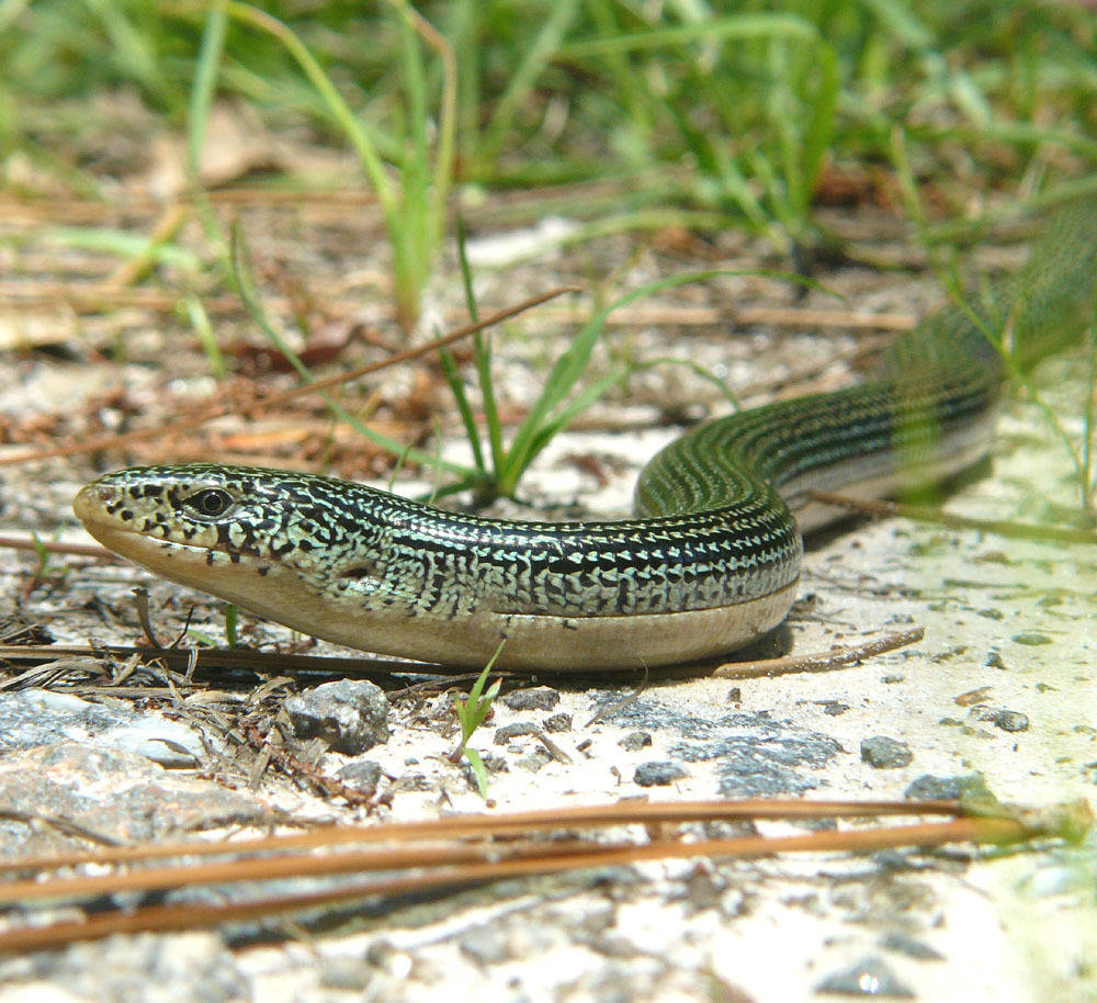 Focused Shot Of Eastern Glass Lizard