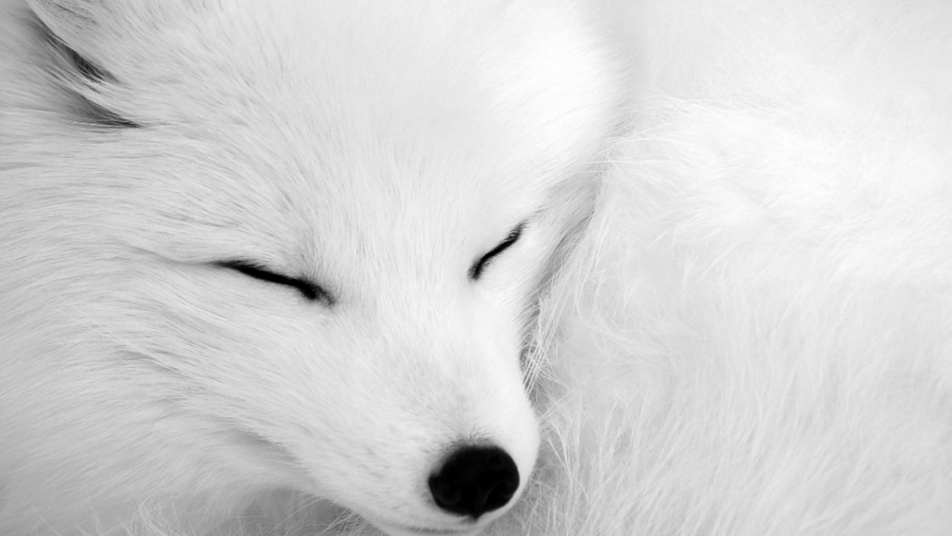 Focused Shot White Fox Background