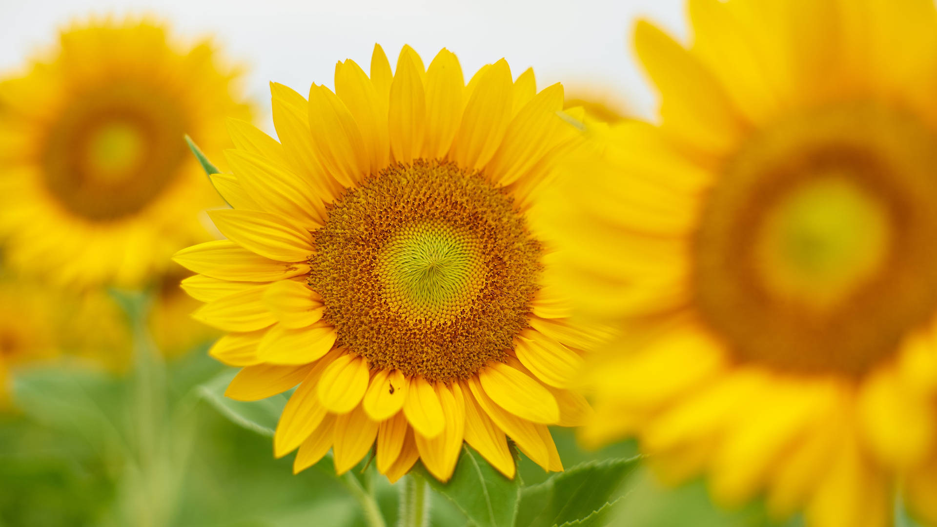 Focused Sunflower Laptop Background