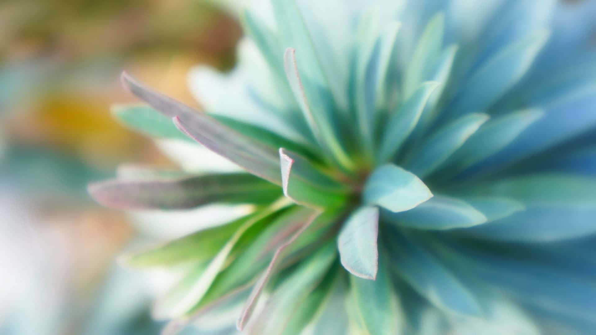 Focused Teal Flower Background