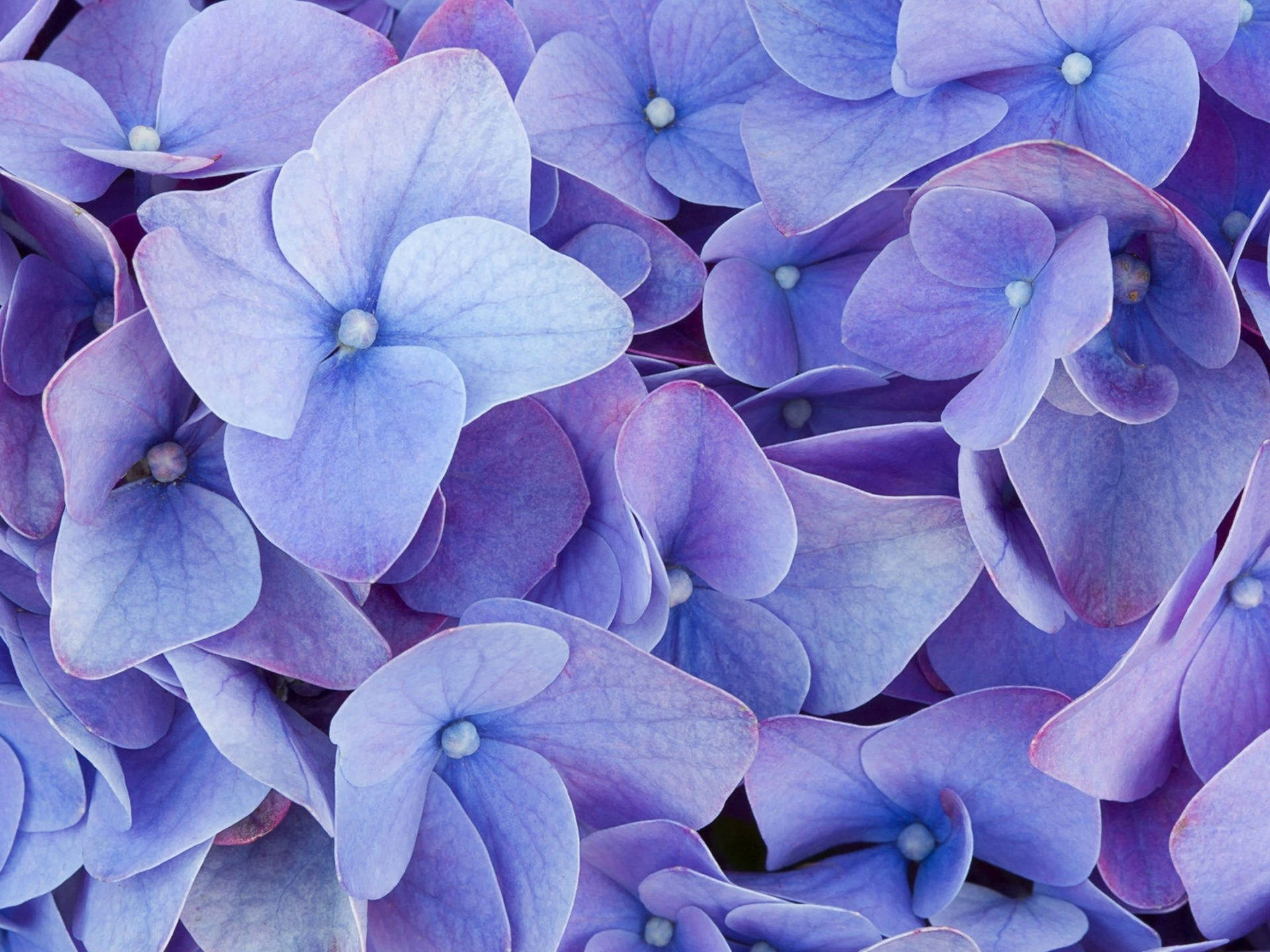 Focused Wonderful Purple Flower Desktop Background