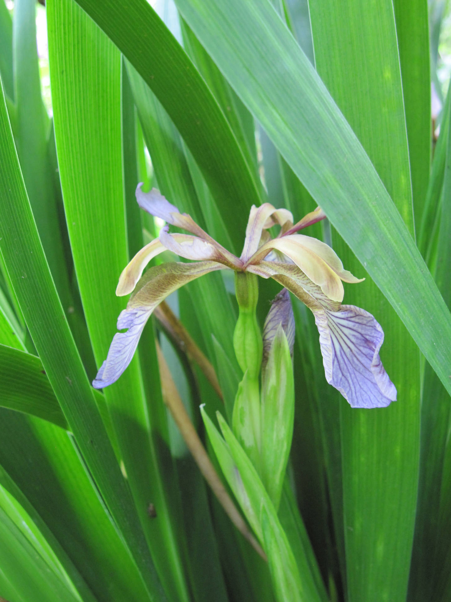 Foetidissima Iris Flower Background