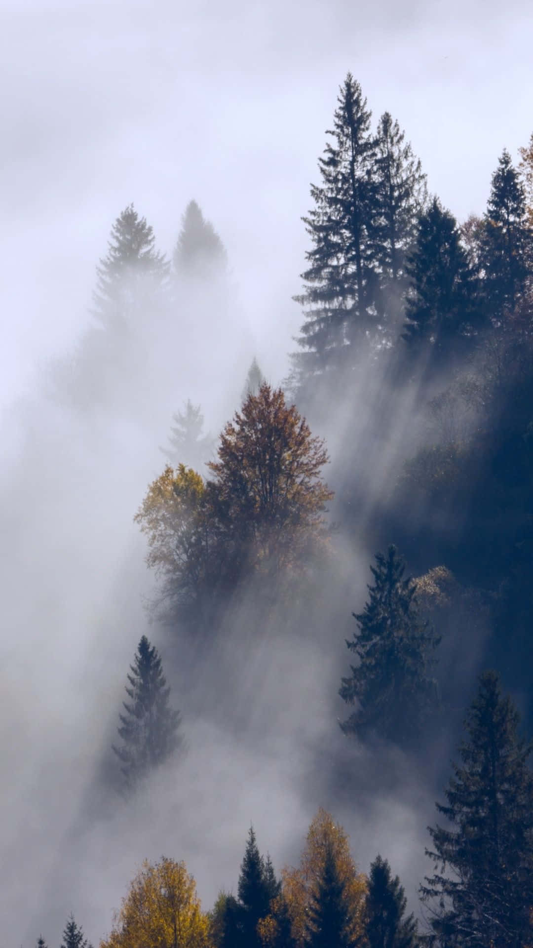 Fog And Trees In The Mountains