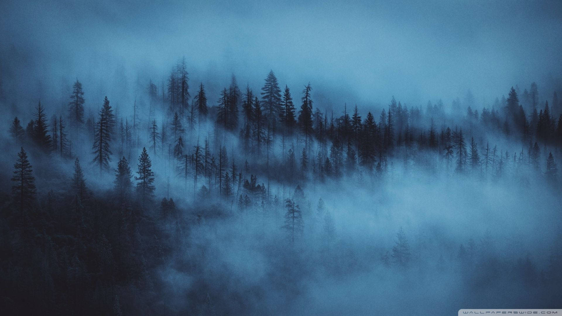 Fog Forest Aesthetic Dark Blue Hd Background