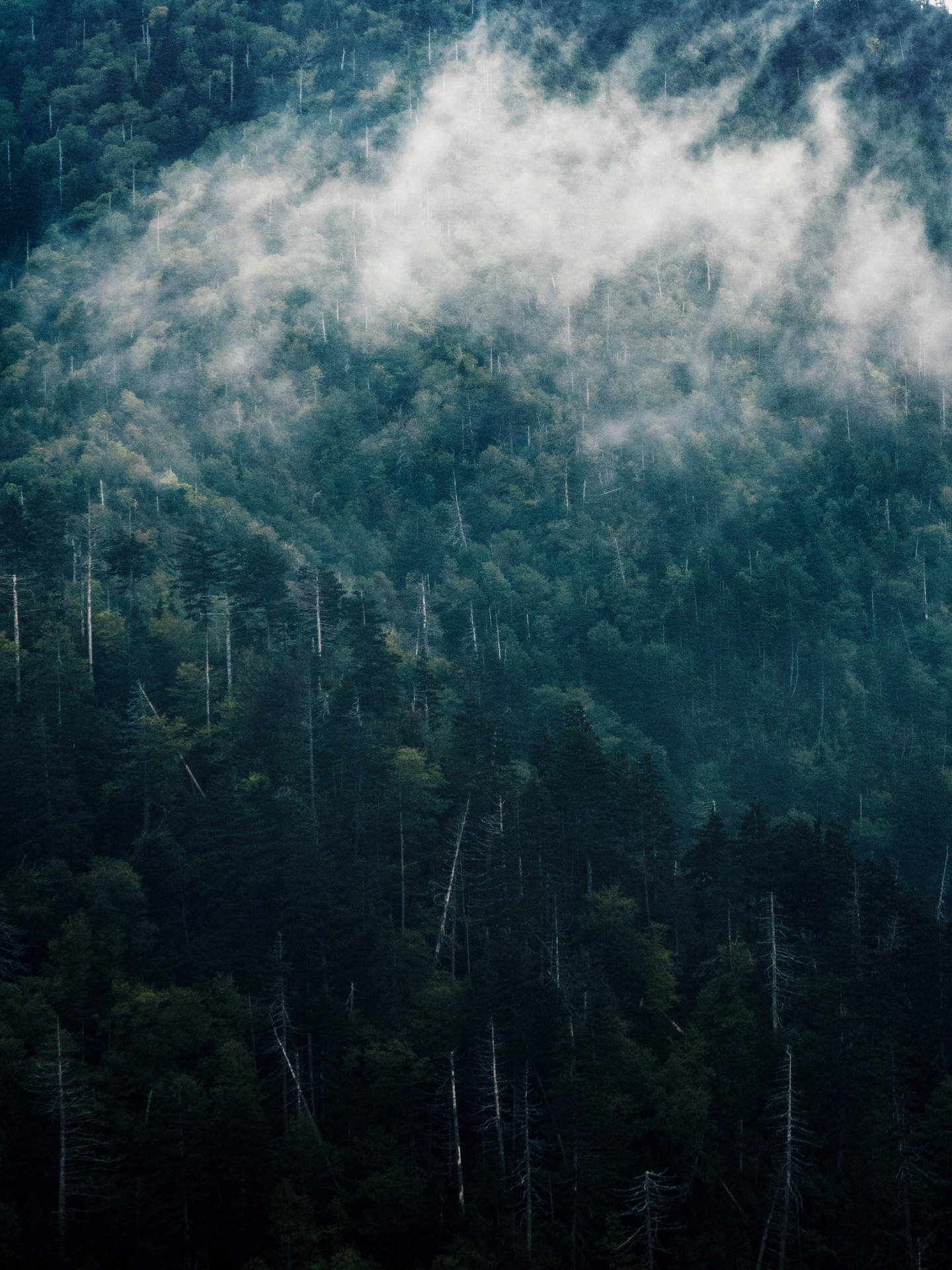 Fog On Smoky Mountains Background