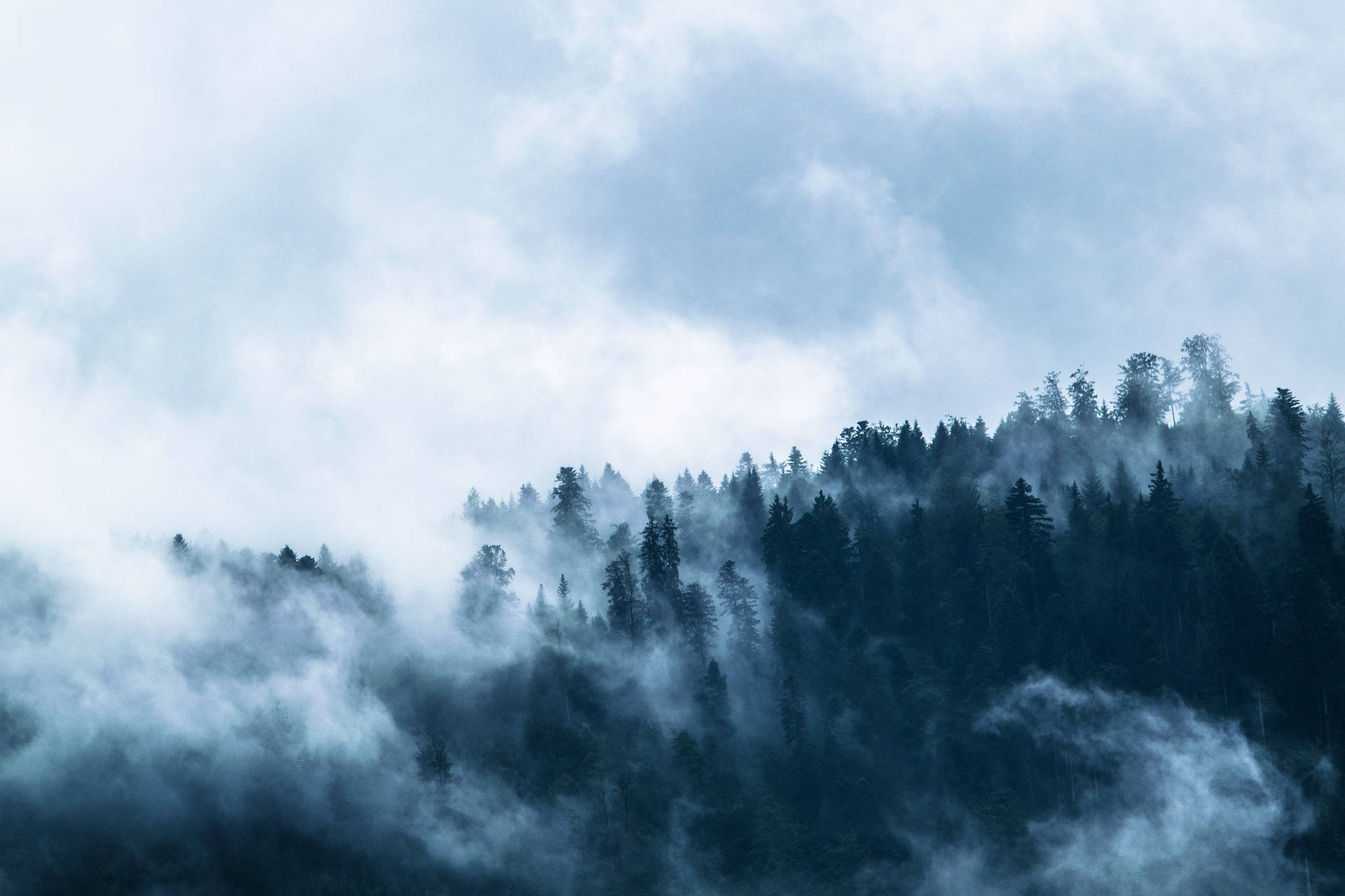 Fog Over The Blue Woods Background