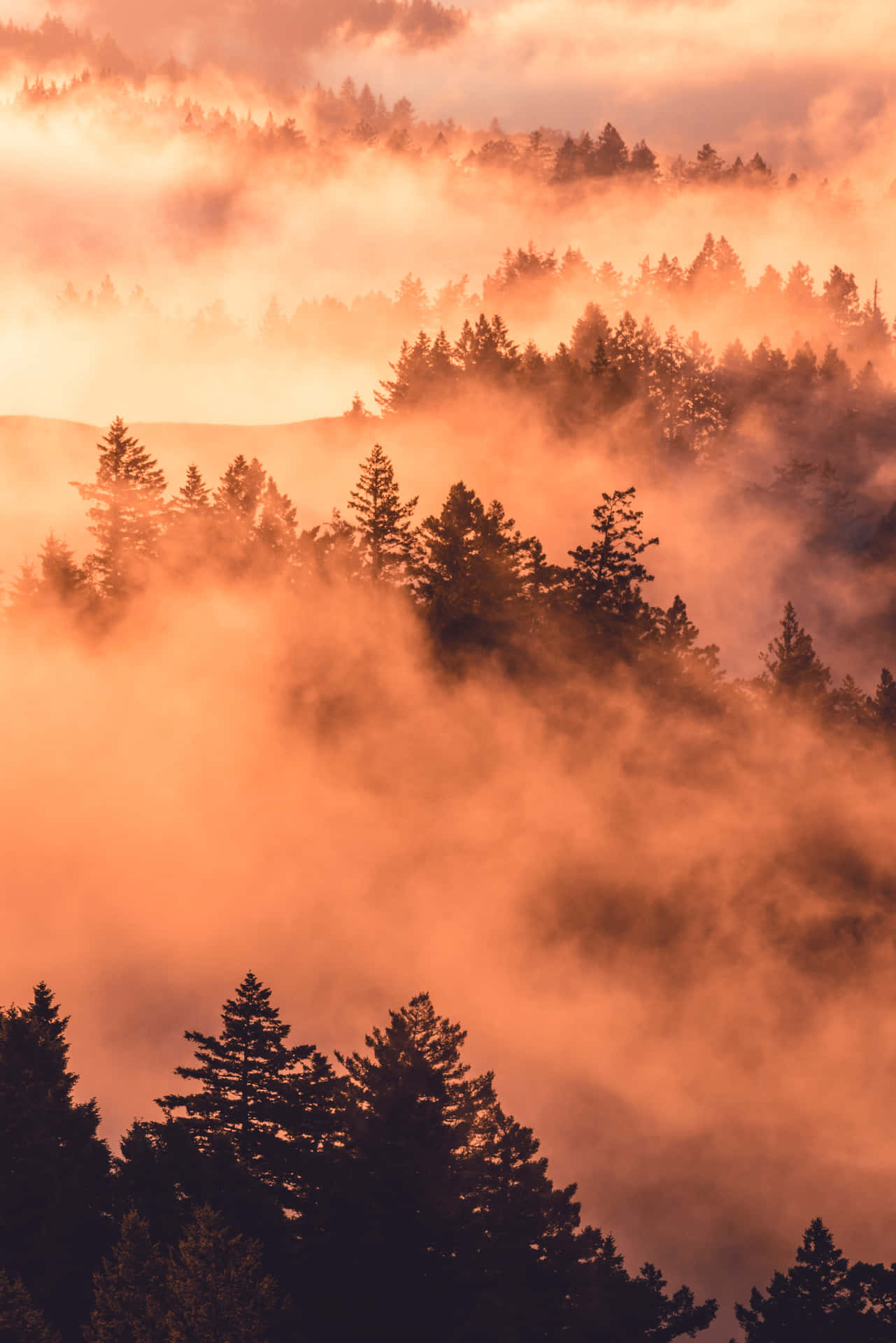 Fogged Forest Nature Scenes Background