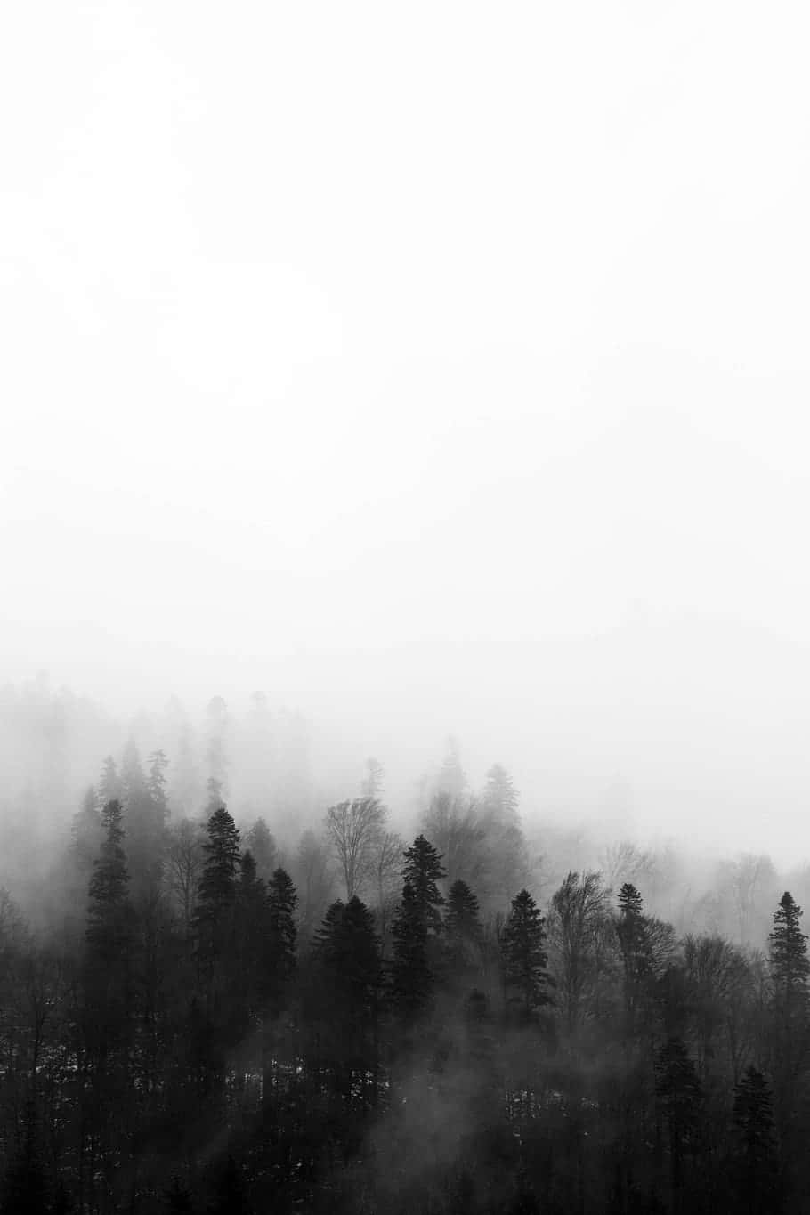 Foggy Aesthetic Black And White Trees