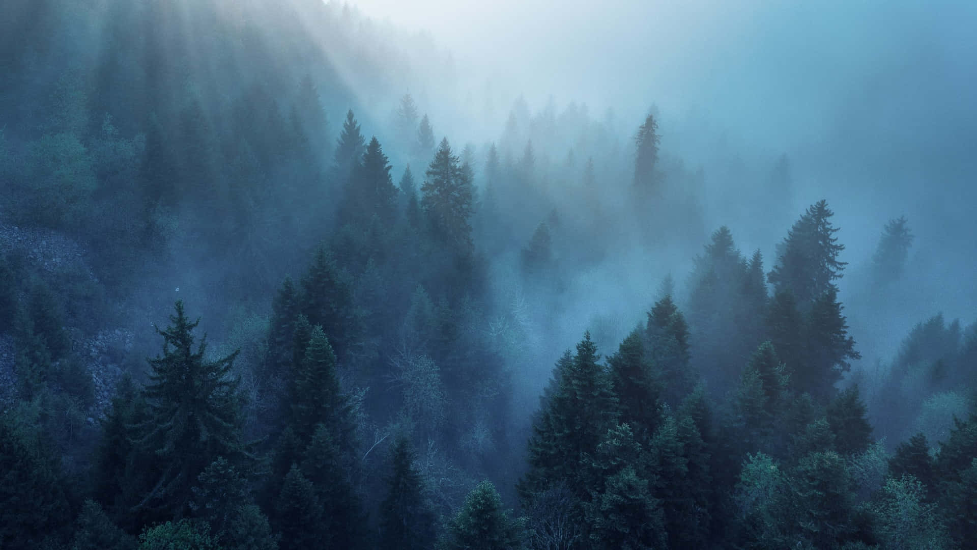 Foggy Aesthetic Forest Trees In Mountain Background