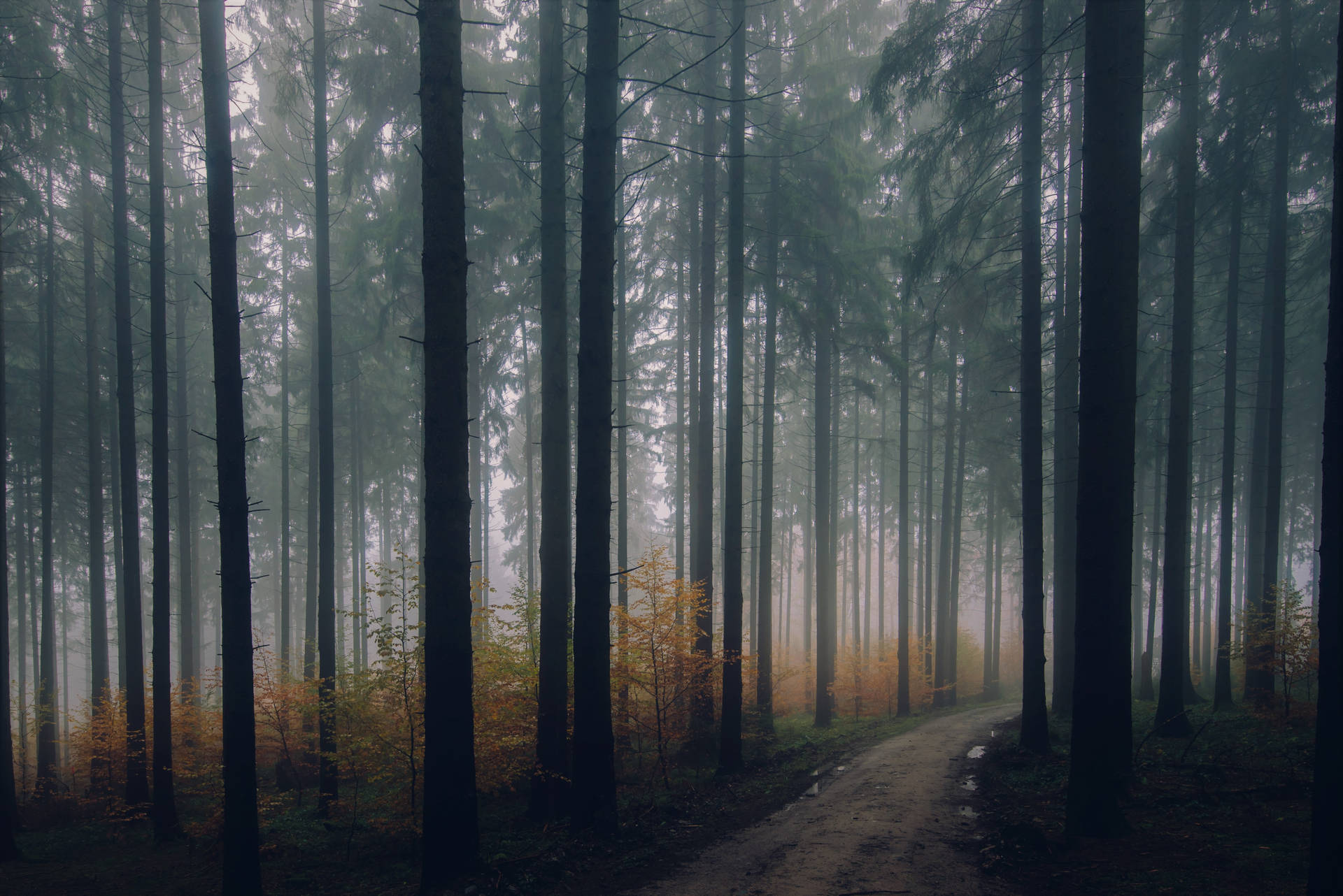 Foggy And Dark Forest Iphone Background